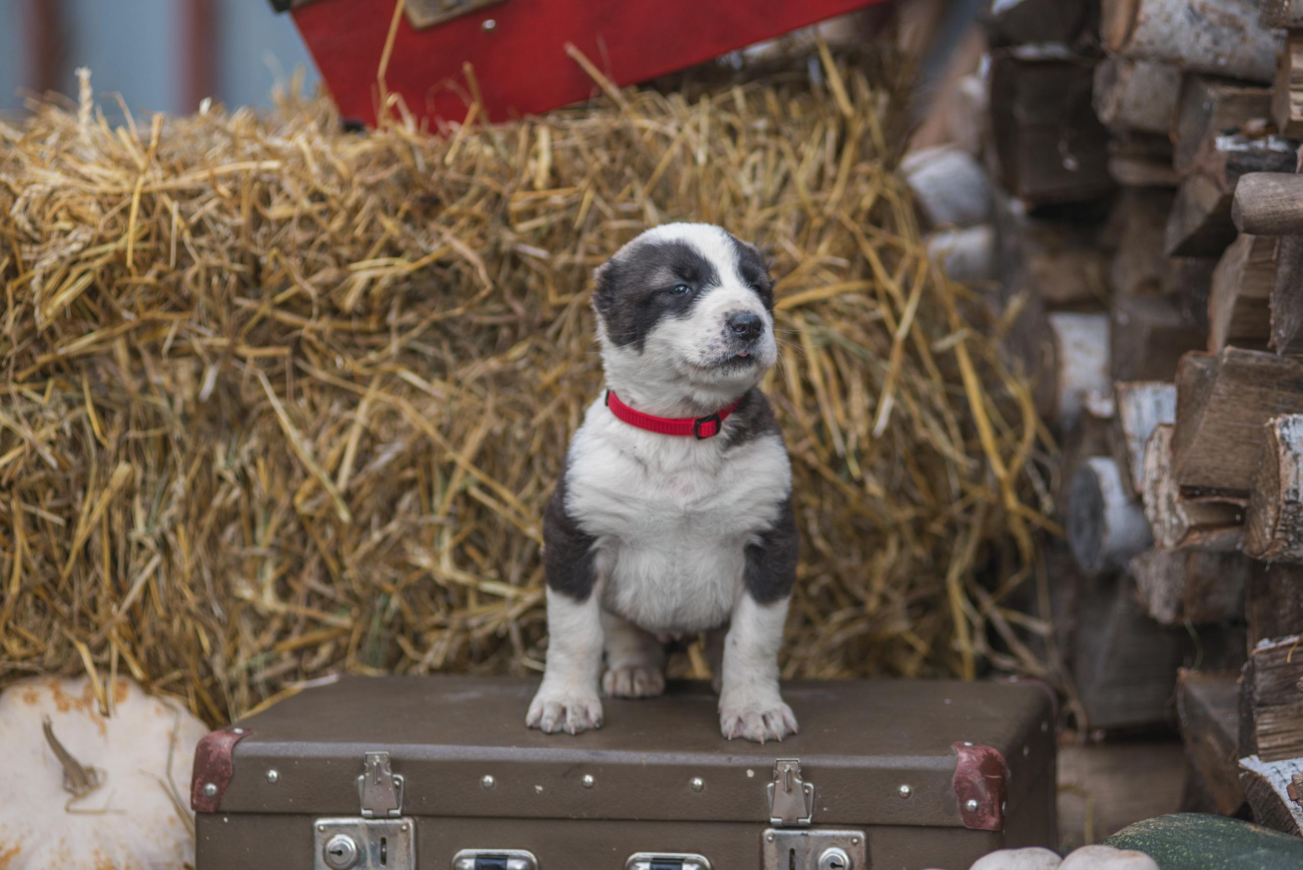 Щенки САО, Осень 2020. Дог-фотограф в Тюмени Александра Королева