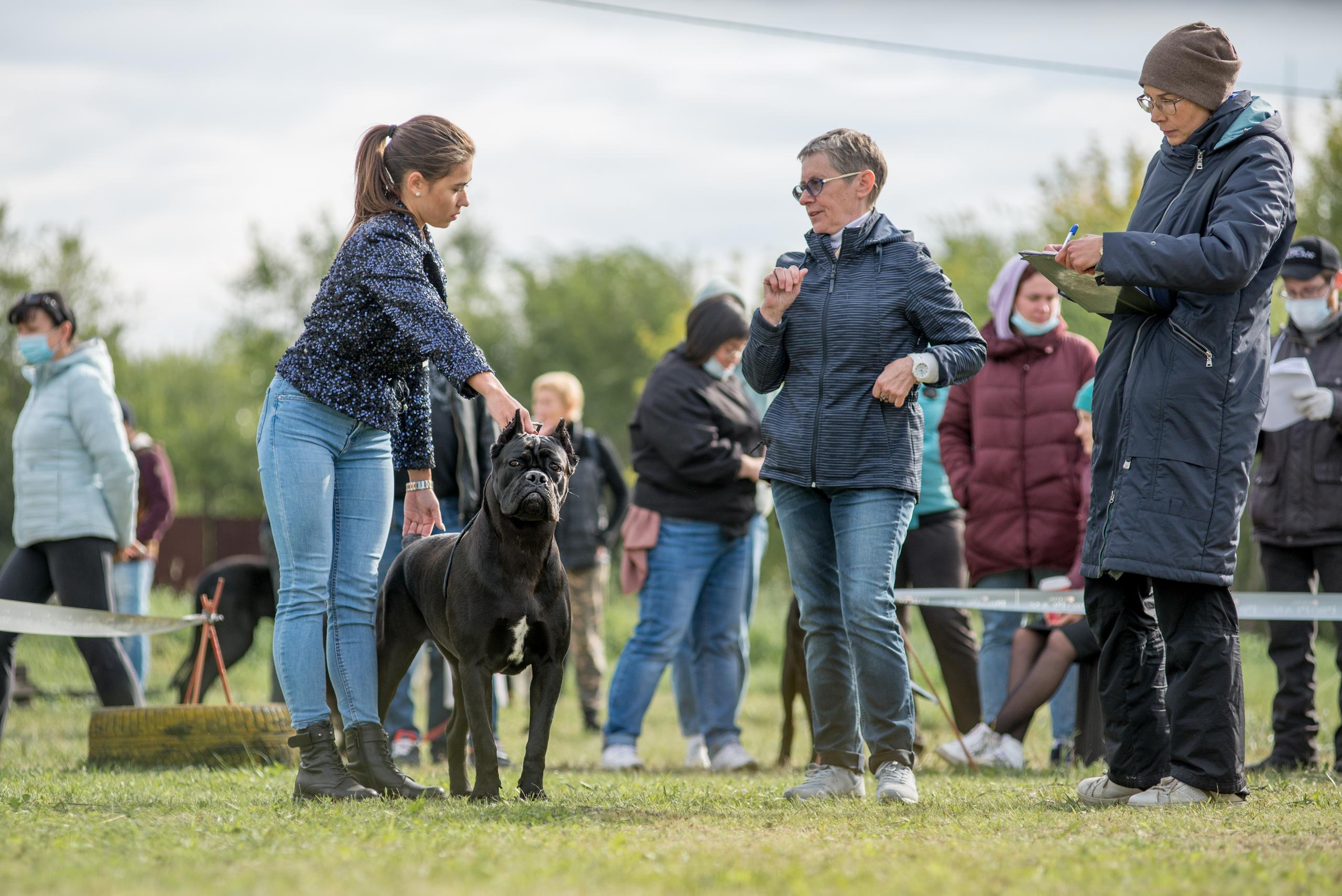 Выставка собак. Тюмень 06.09.2020. Дог-фотограф в Тюмени Александра Королева
