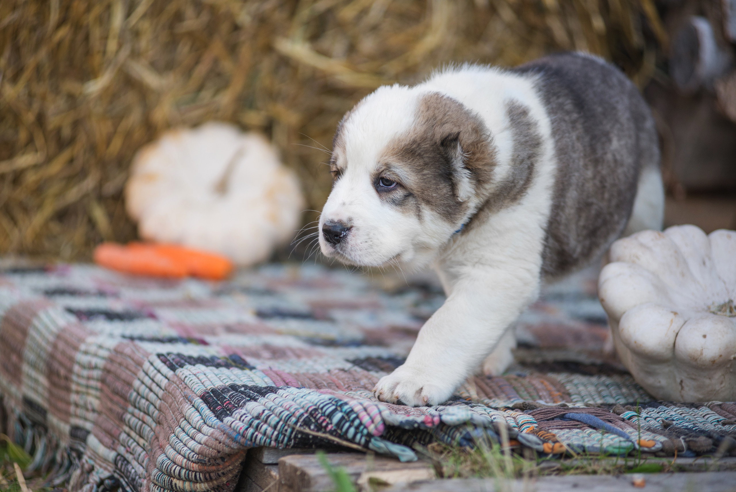 Щенки САО, Осень 2020. Дог-фотограф в Тюмени Александра Королева