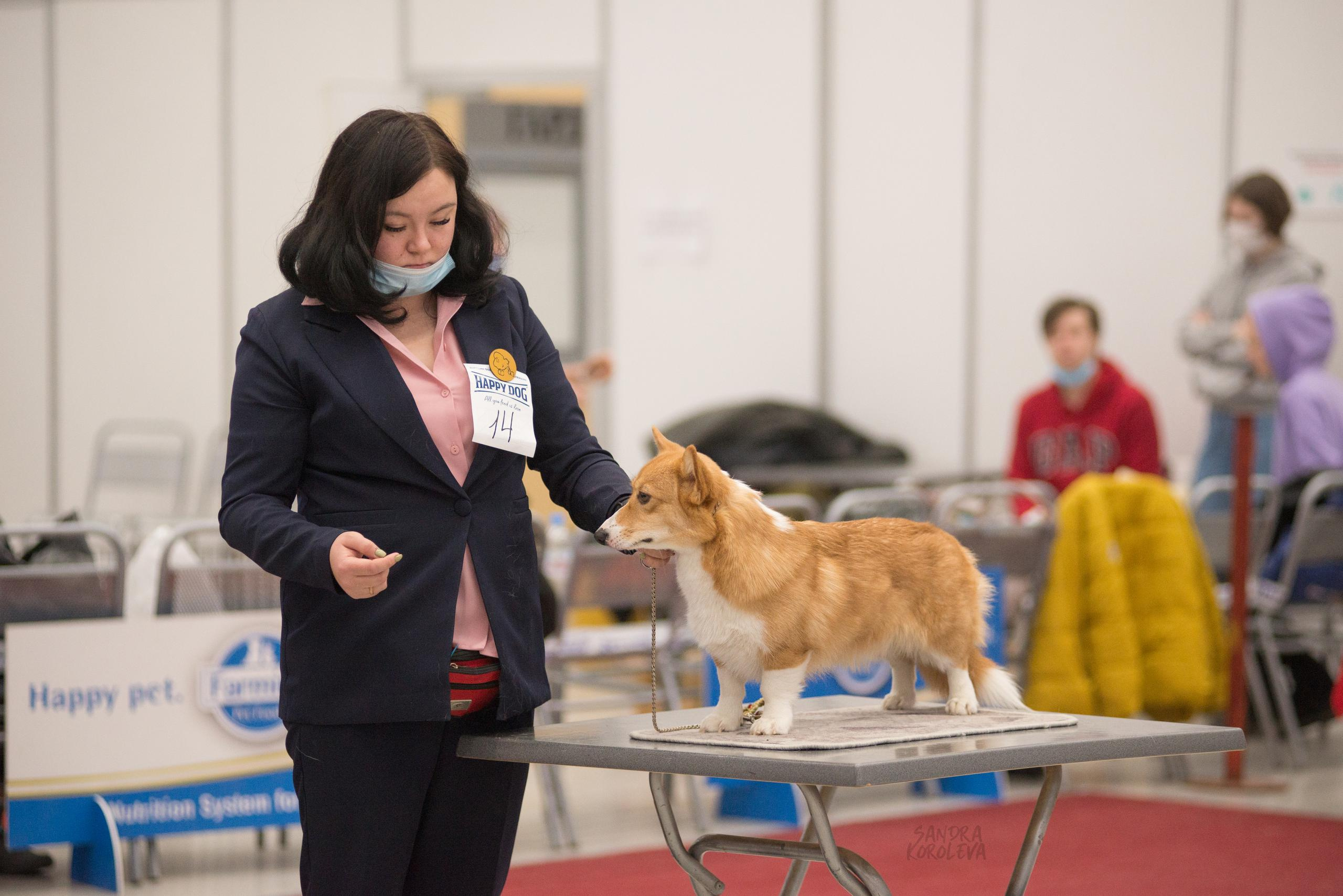 Выставка собак в Тюмени 5 декабря 2020. Дог-фотограф в Тюмени Александра Королева