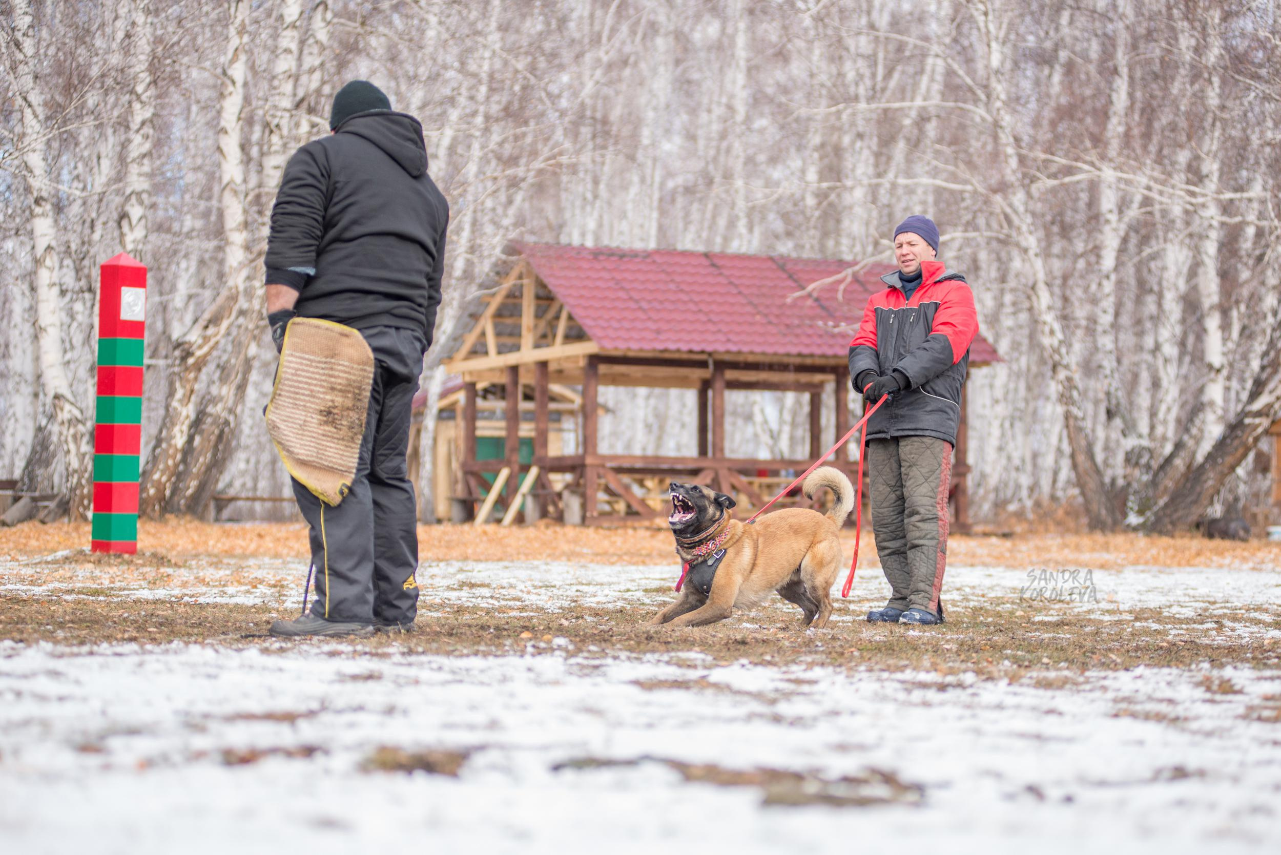 Кусающиеся собаки. Магнитогорск. Осень 2020. Дог-фотограф в Тюмени Александра Королева