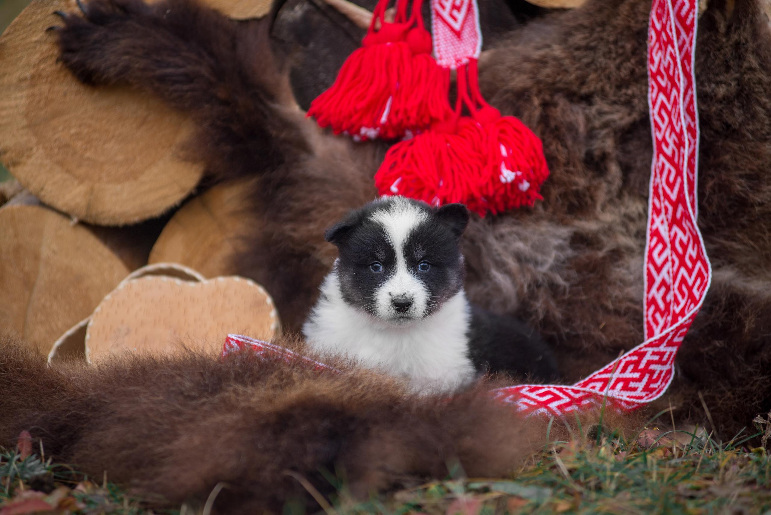 Щенки якуты. Осень 2020. Дог-фотограф в Тюмени Александра Королева