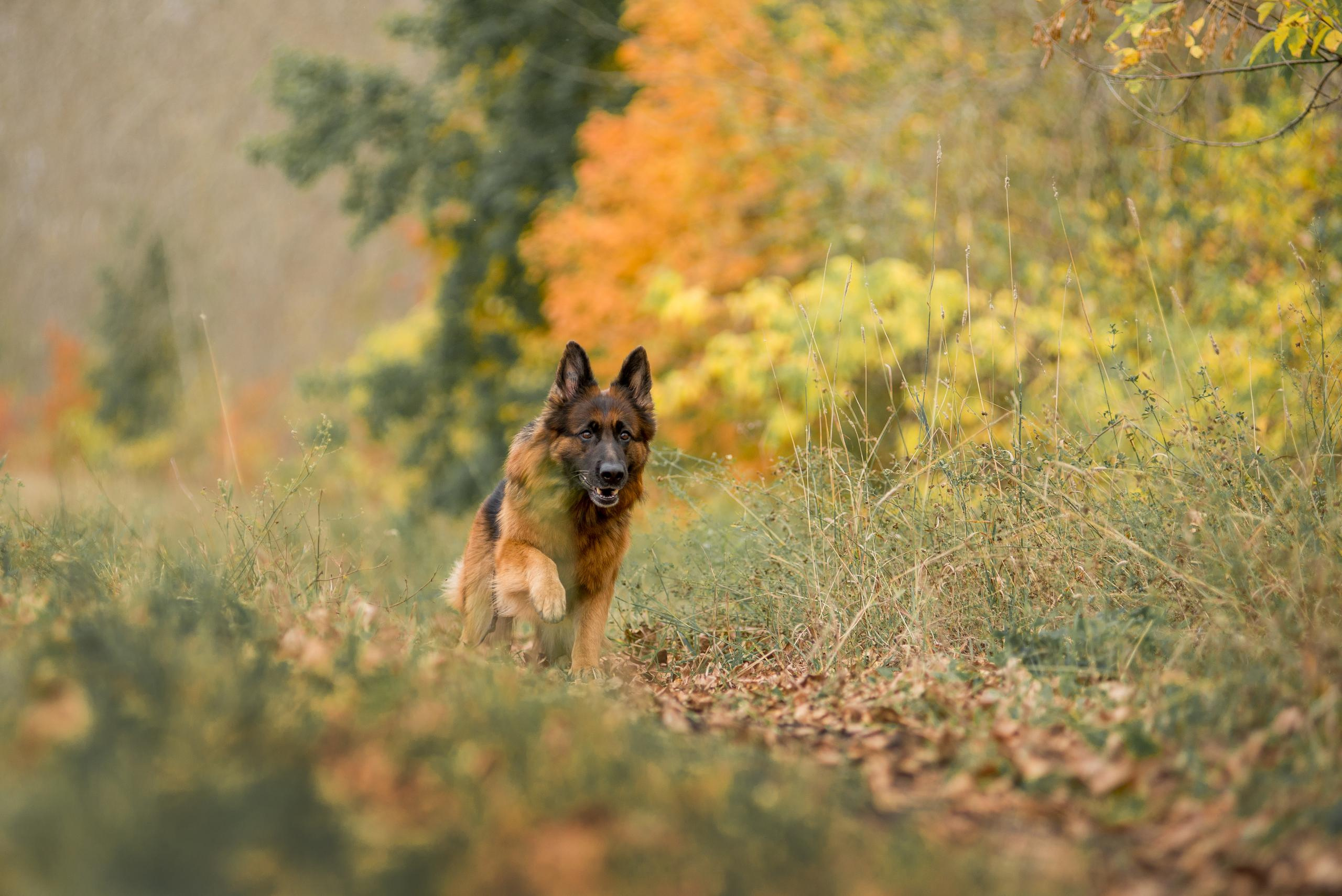 Аня и Далила. Осень 2020. Дог-фотограф в Тюмени Александра Королева