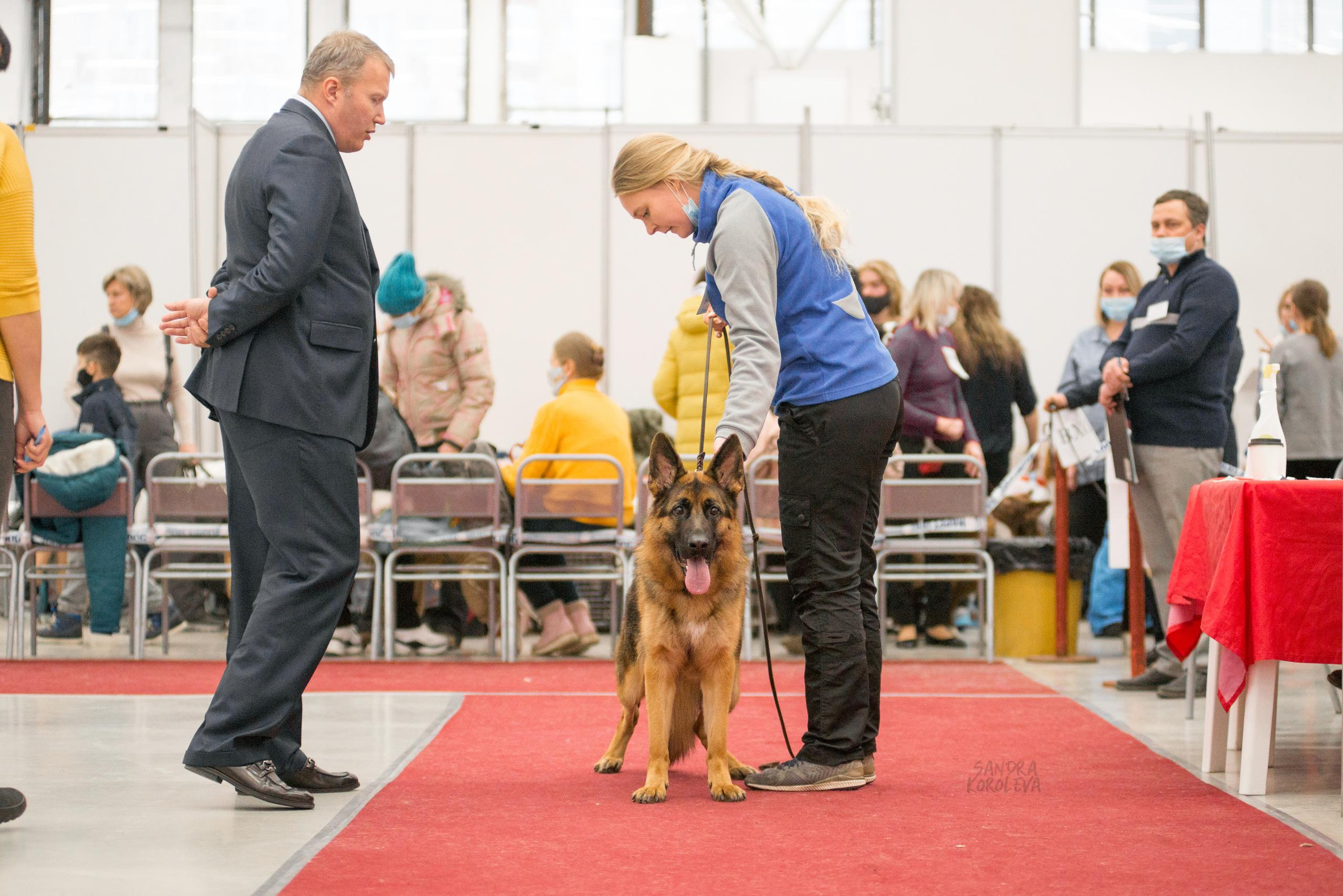 Выставка собак в Тюмени 5 декабря 2020. Дог-фотограф в Тюмени Александра Королева