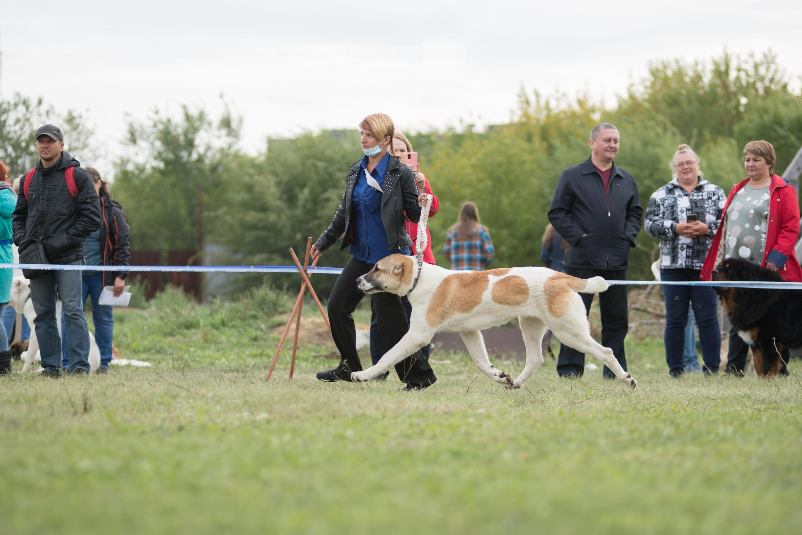 Выставка собак. Тюмень 06.09.2020. Дог-фотограф в Тюмени Александра Королева