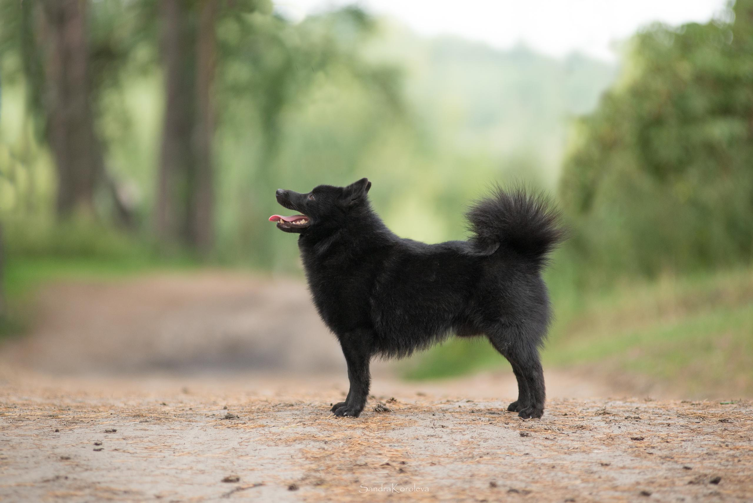 Настоящая овчарка — шипперке. Дог-фотограф в Тюмени Александра Королева