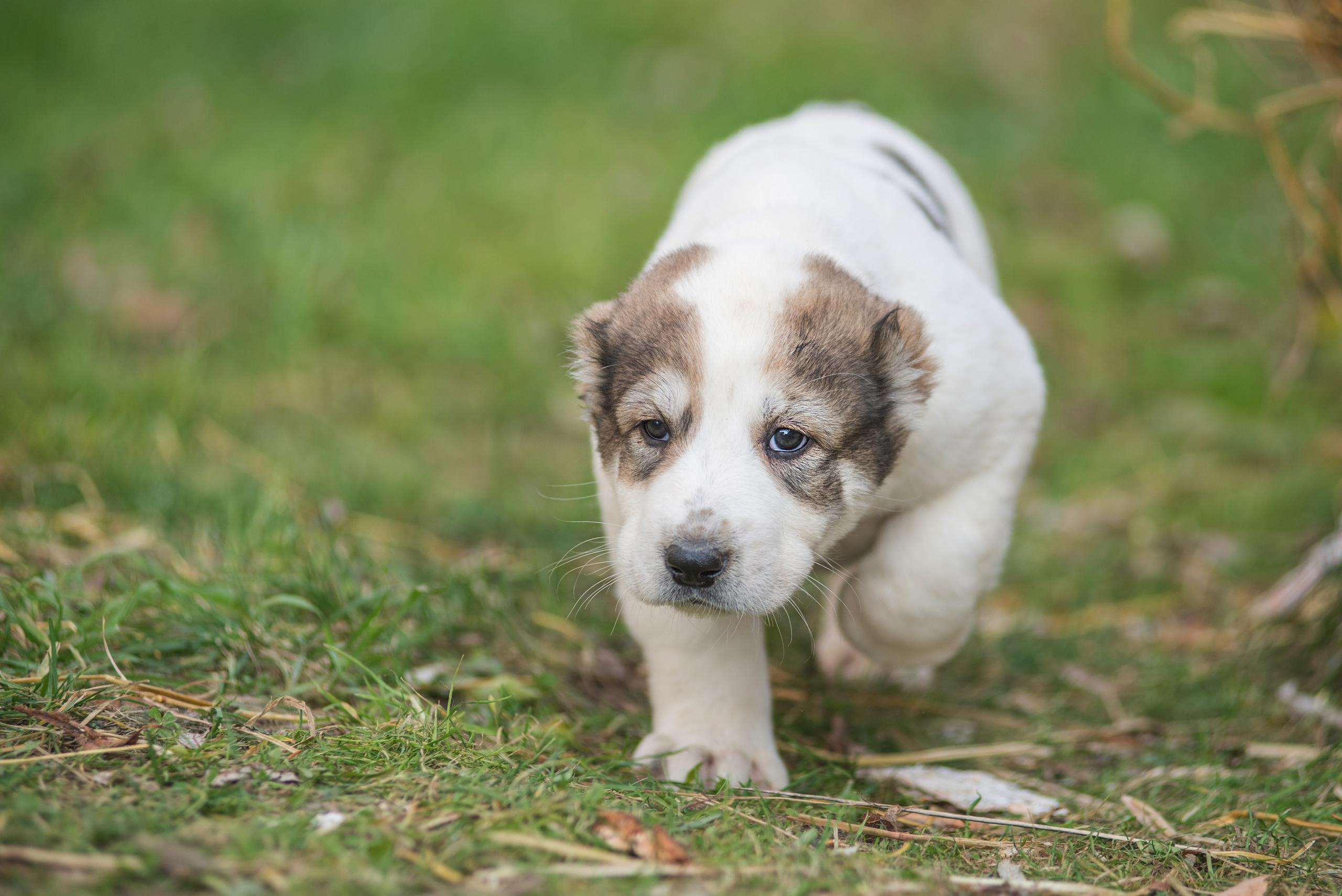 Щенки САО, Осень 2020. Дог-фотограф в Тюмени Александра Королева