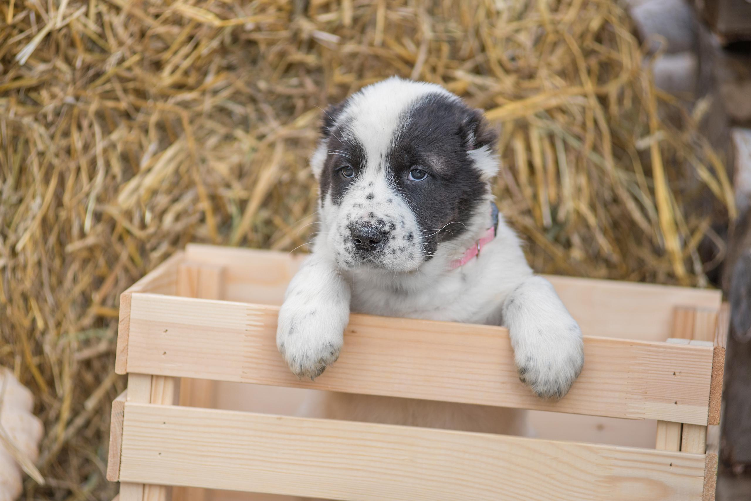 Щенки САО, Осень 2020. Дог-фотограф в Тюмени Александра Королева
