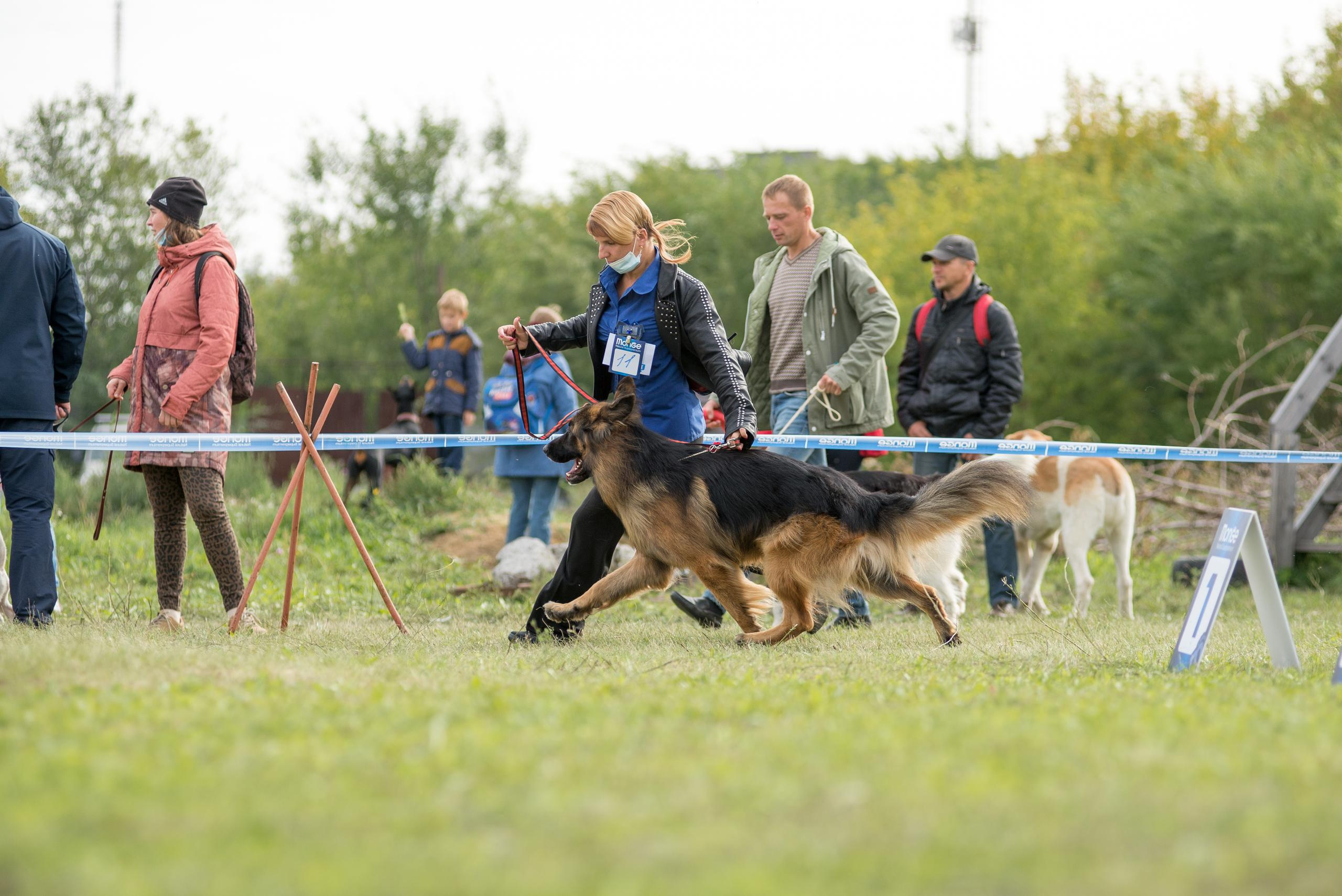 Выставка собак. Тюмень 06.09.2020. Дог-фотограф в Тюмени Александра Королева