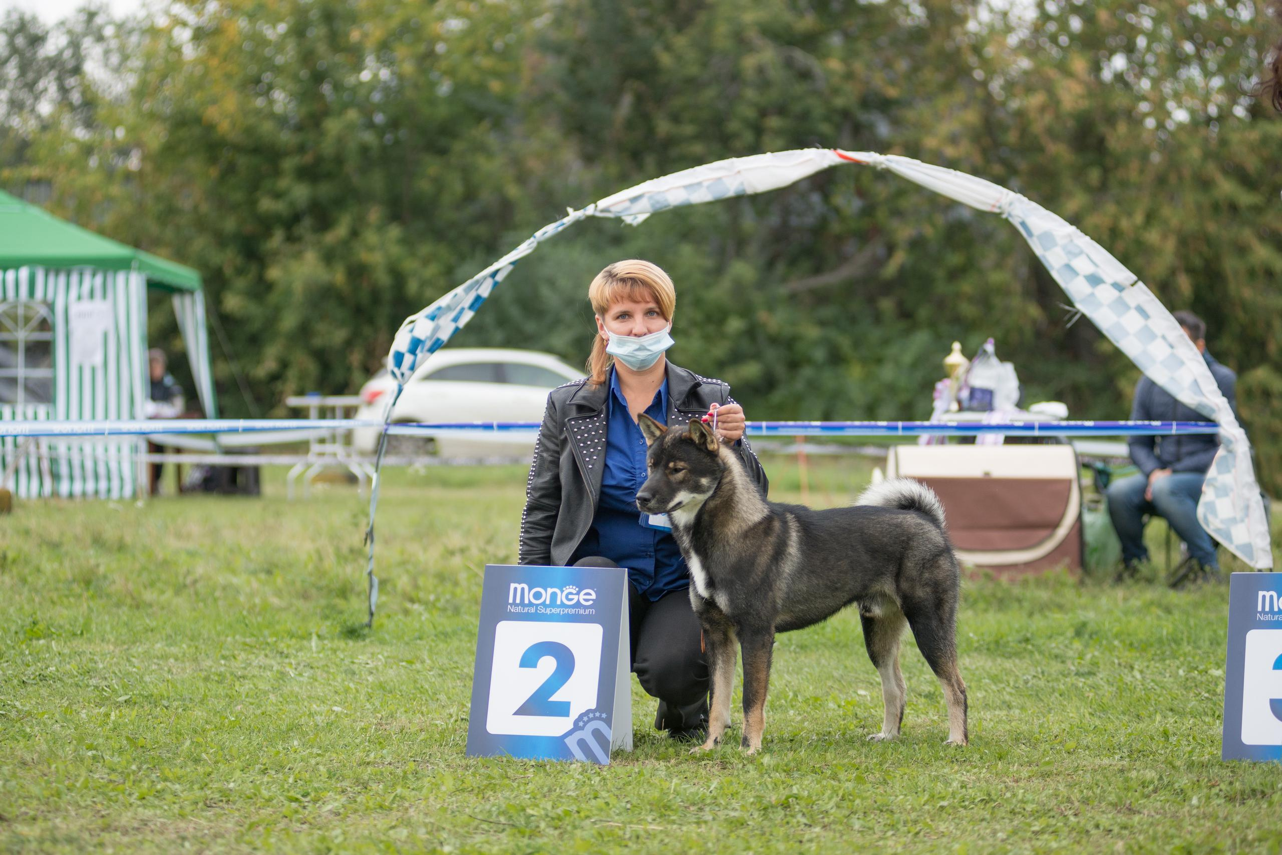 Выставка собак. Тюмень 06.09.2020. Дог-фотограф в Тюмени Александра Королева