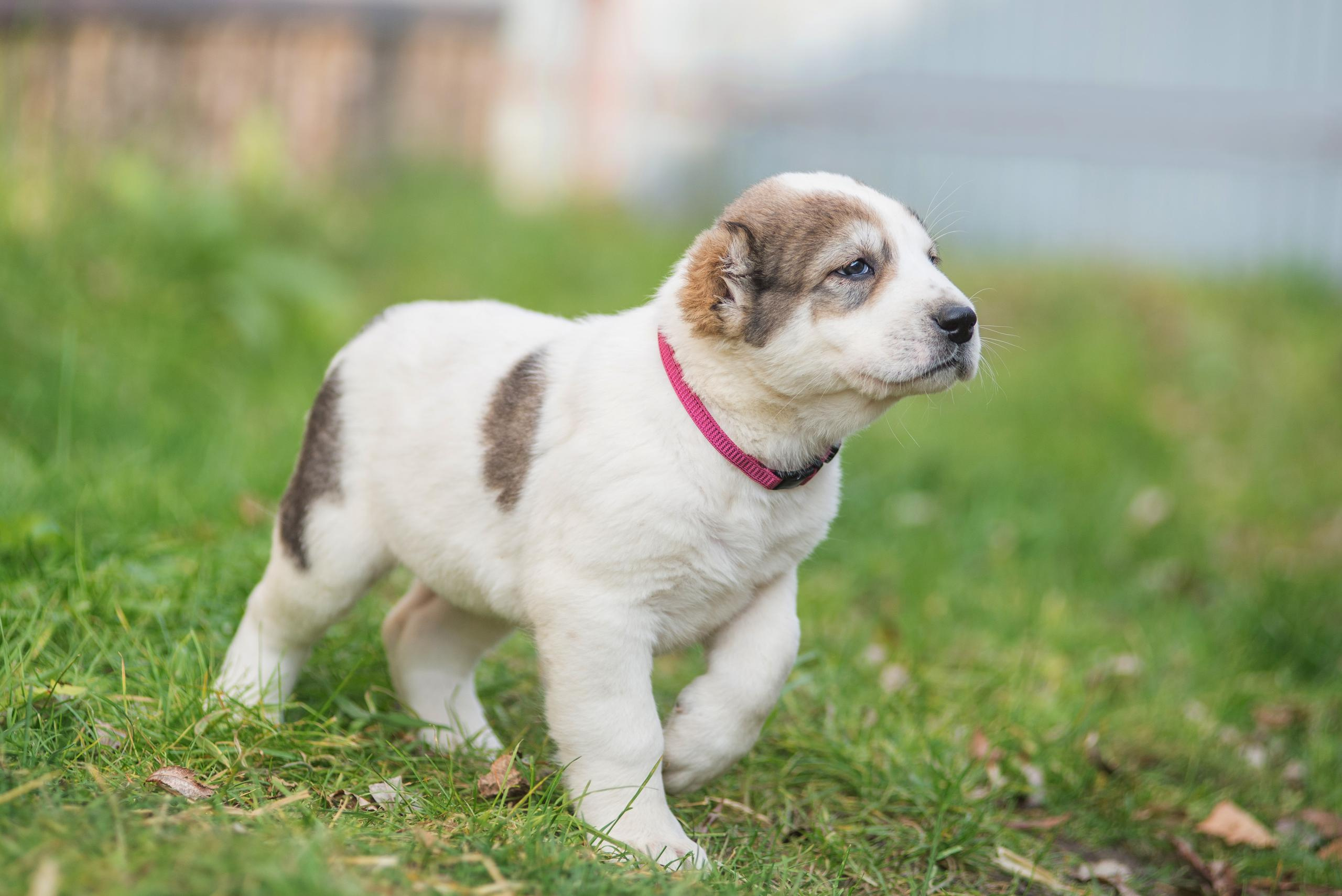 Щенки САО, Осень 2020. Дог-фотограф в Тюмени Александра Королева