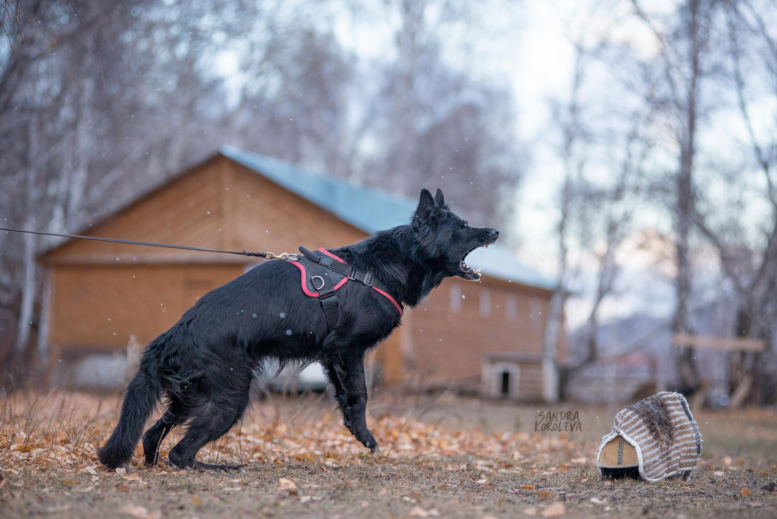 Кусающиеся собаки. Магнитогорск. Осень 2020. Дог-фотограф в Тюмени Александра Королева
