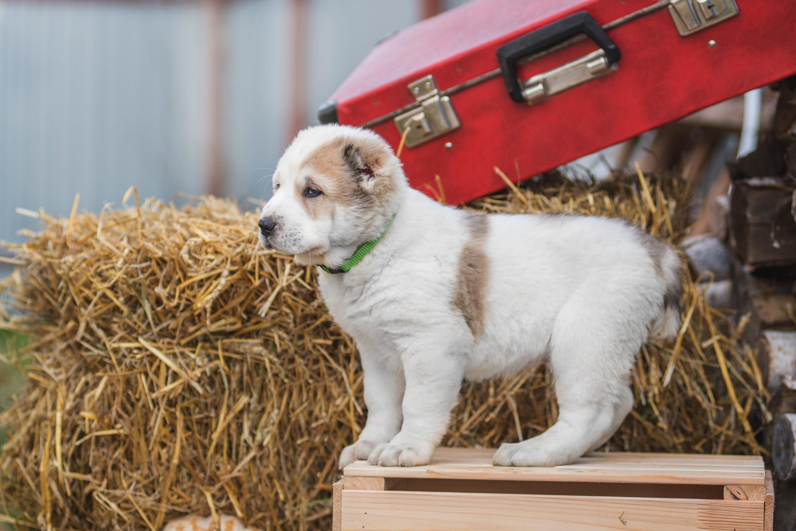 Щенки САО, Осень 2020. Дог-фотограф в Тюмени Александра Королева