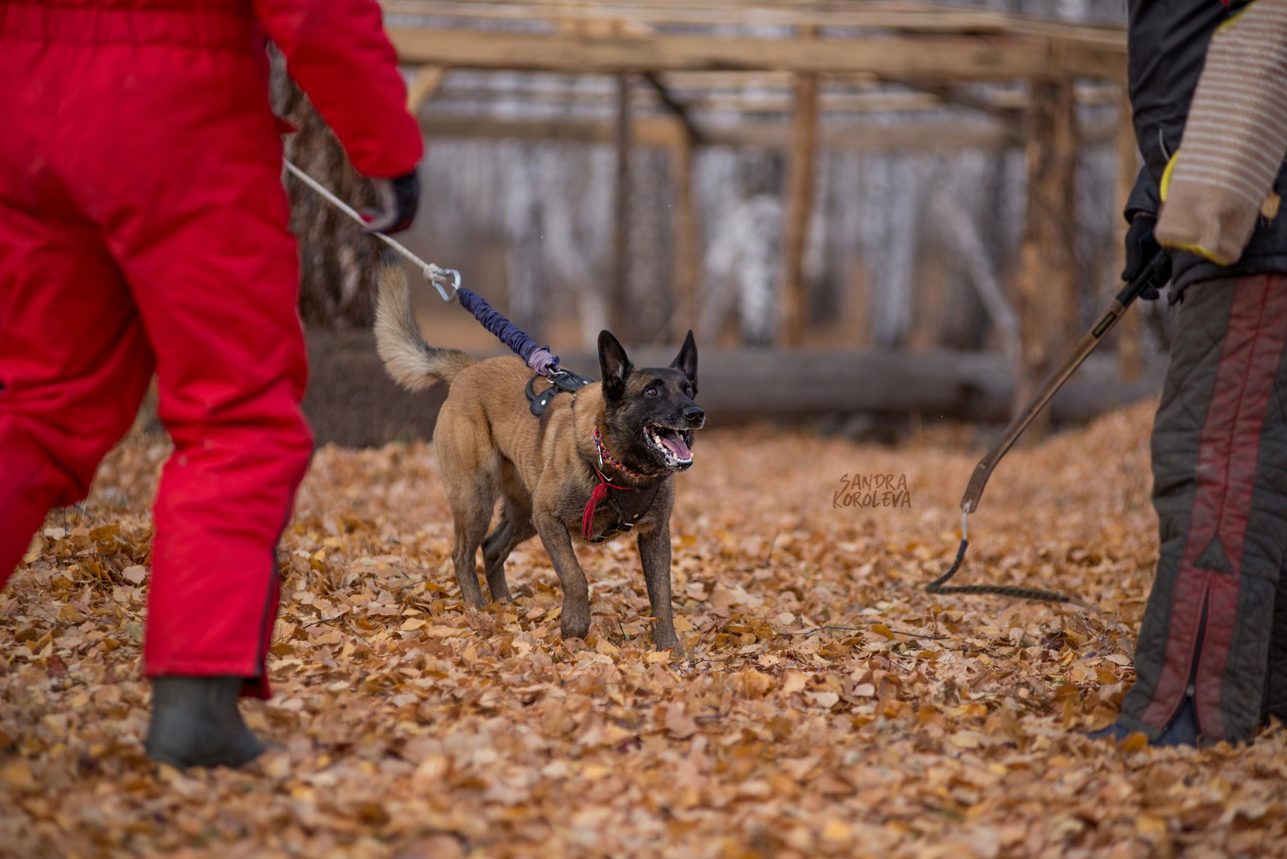 Кусающиеся собаки. Магнитогорск. Осень 2020. Дог-фотограф в Тюмени Александра Королева