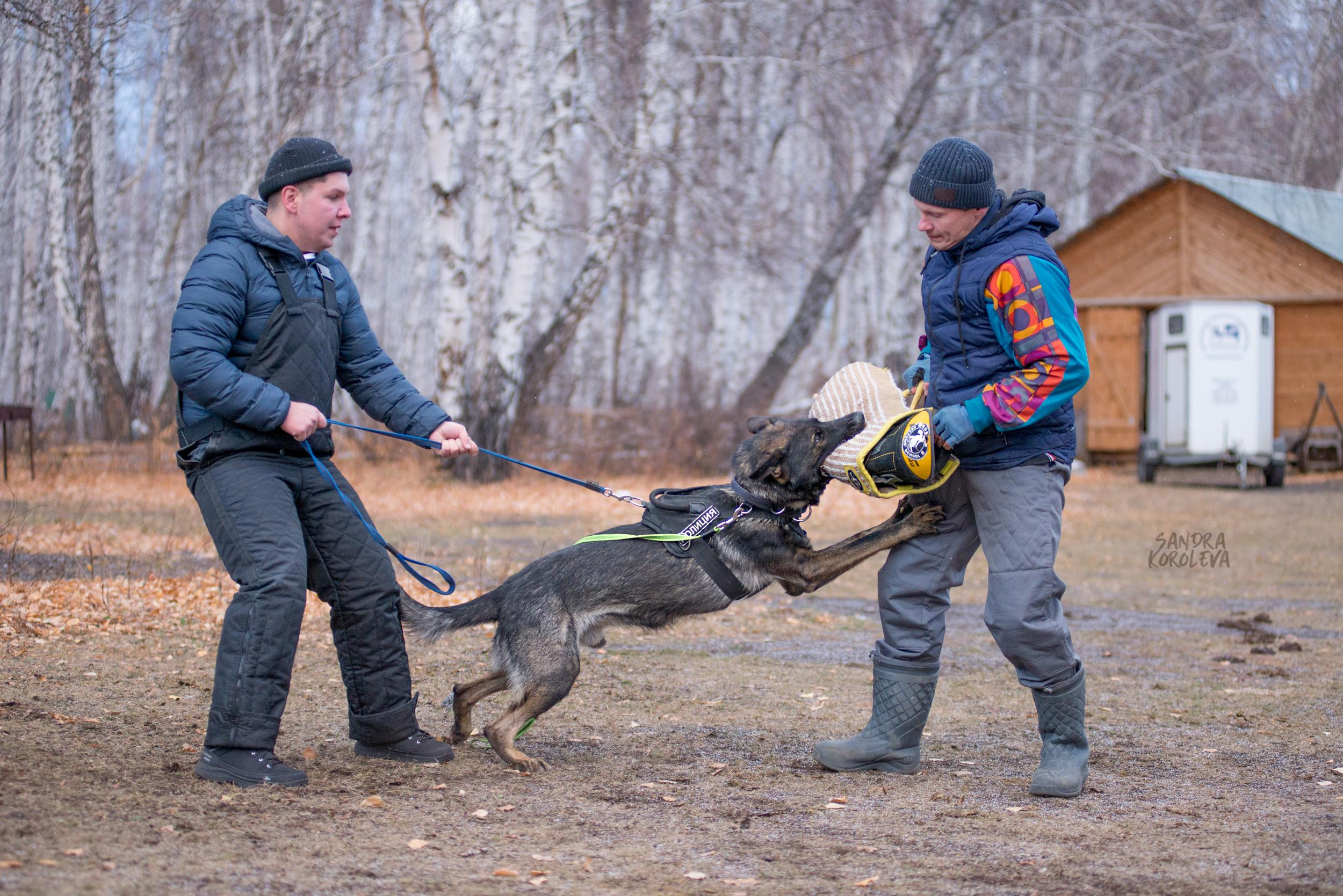 Кусающиеся собаки. Магнитогорск. Осень 2020. Дог-фотограф в Тюмени Александра Королева