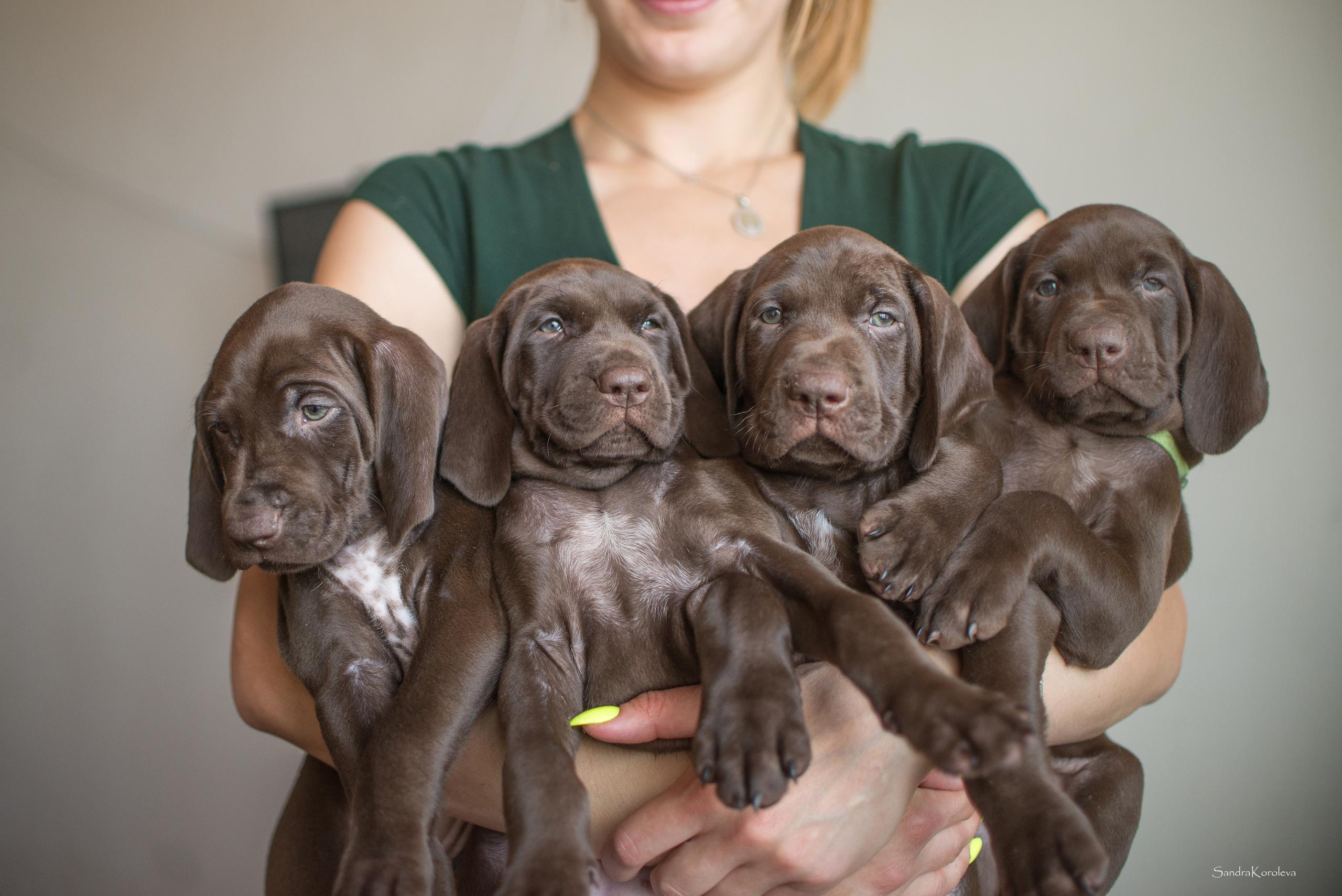 Щенки курцхаара. Весна 2020. Дог-фотограф в Тюмени Александра Королева