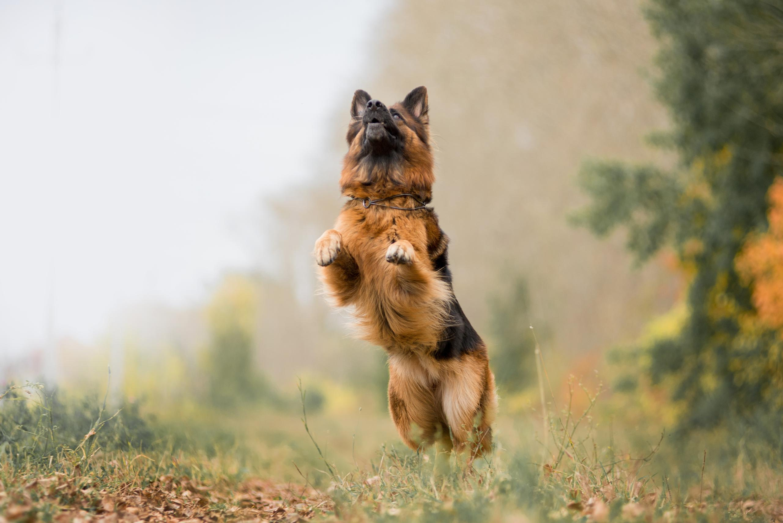 Аня и Далила. Осень 2020. Дог-фотограф в Тюмени Александра Королева