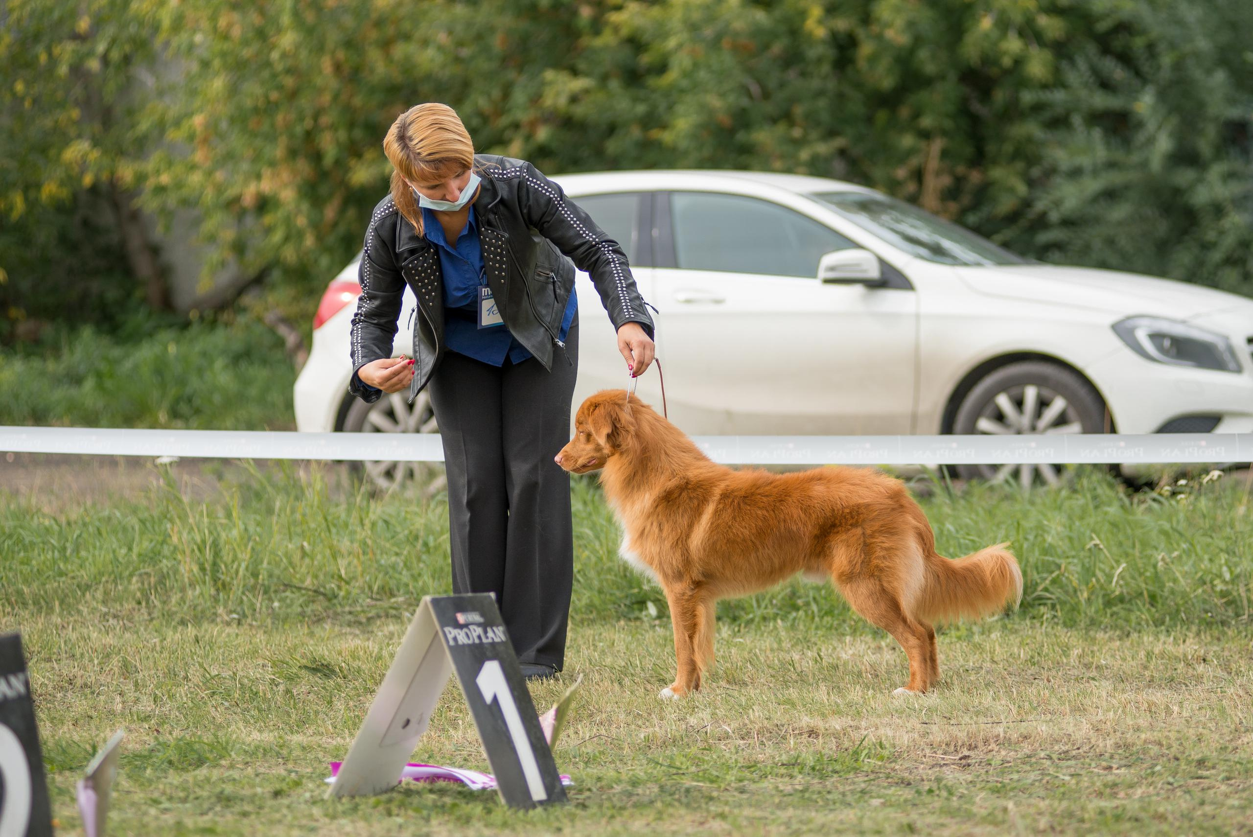 Выставка собак. Тюмень 06.09.2020. Дог-фотограф в Тюмени Александра Королева
