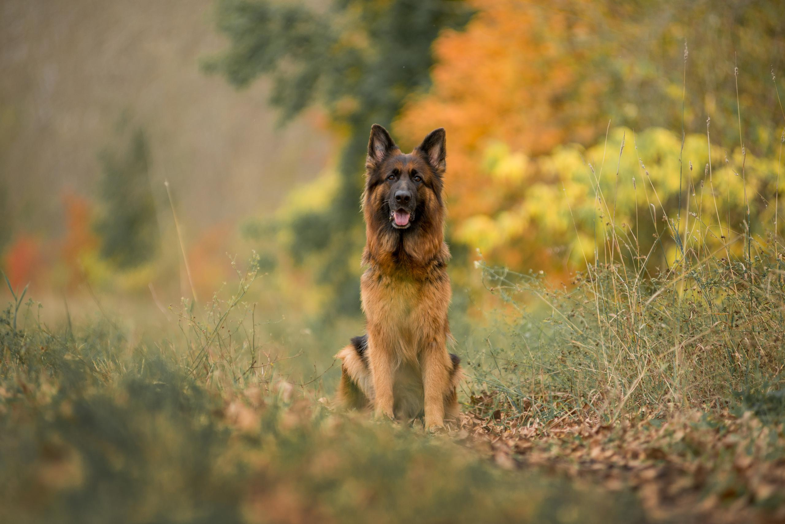 Аня и Далила. Осень 2020. Дог-фотограф в Тюмени Александра Королева