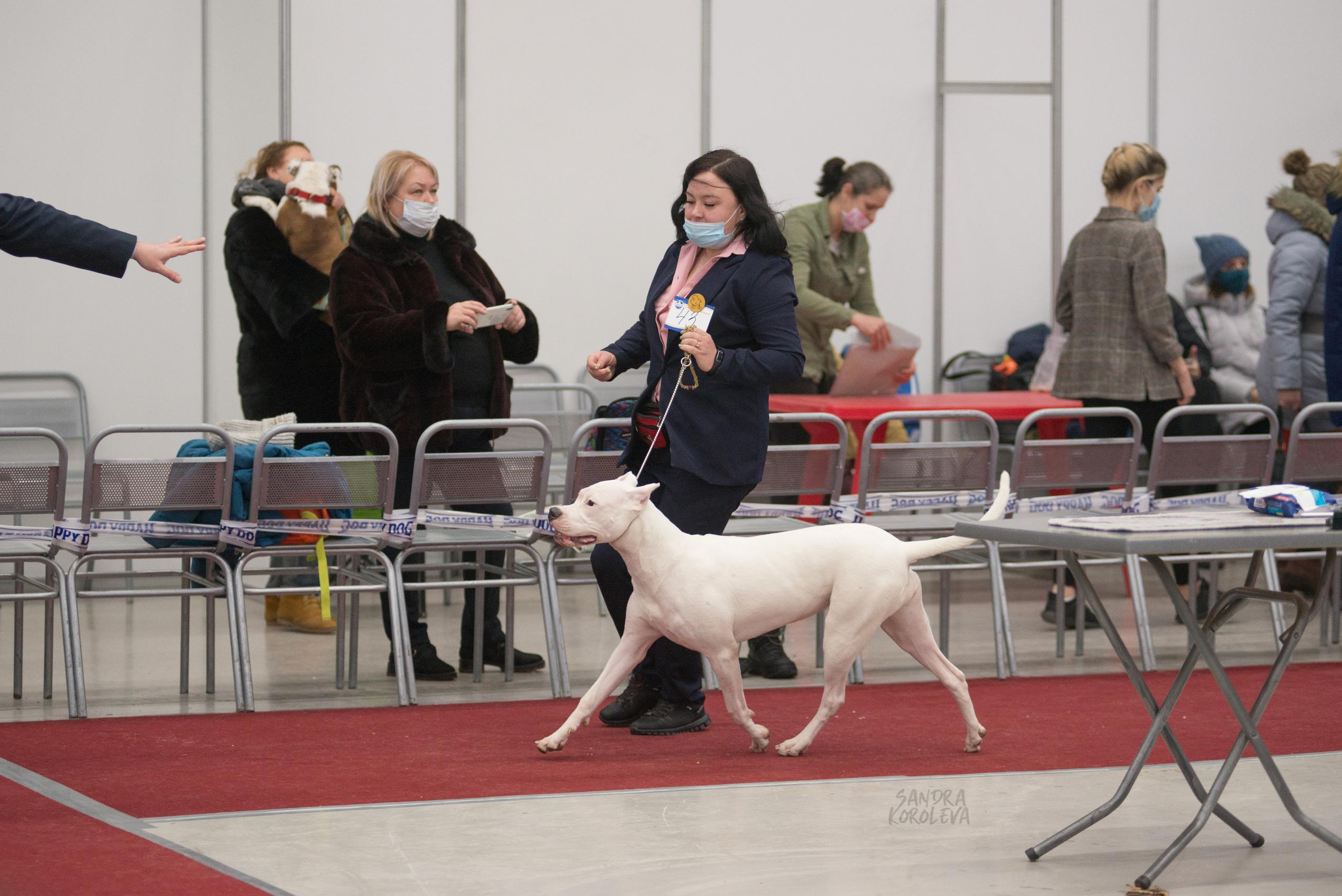 Выставка собак в Тюмени 5 декабря 2020. Дог-фотограф в Тюмени Александра Королева
