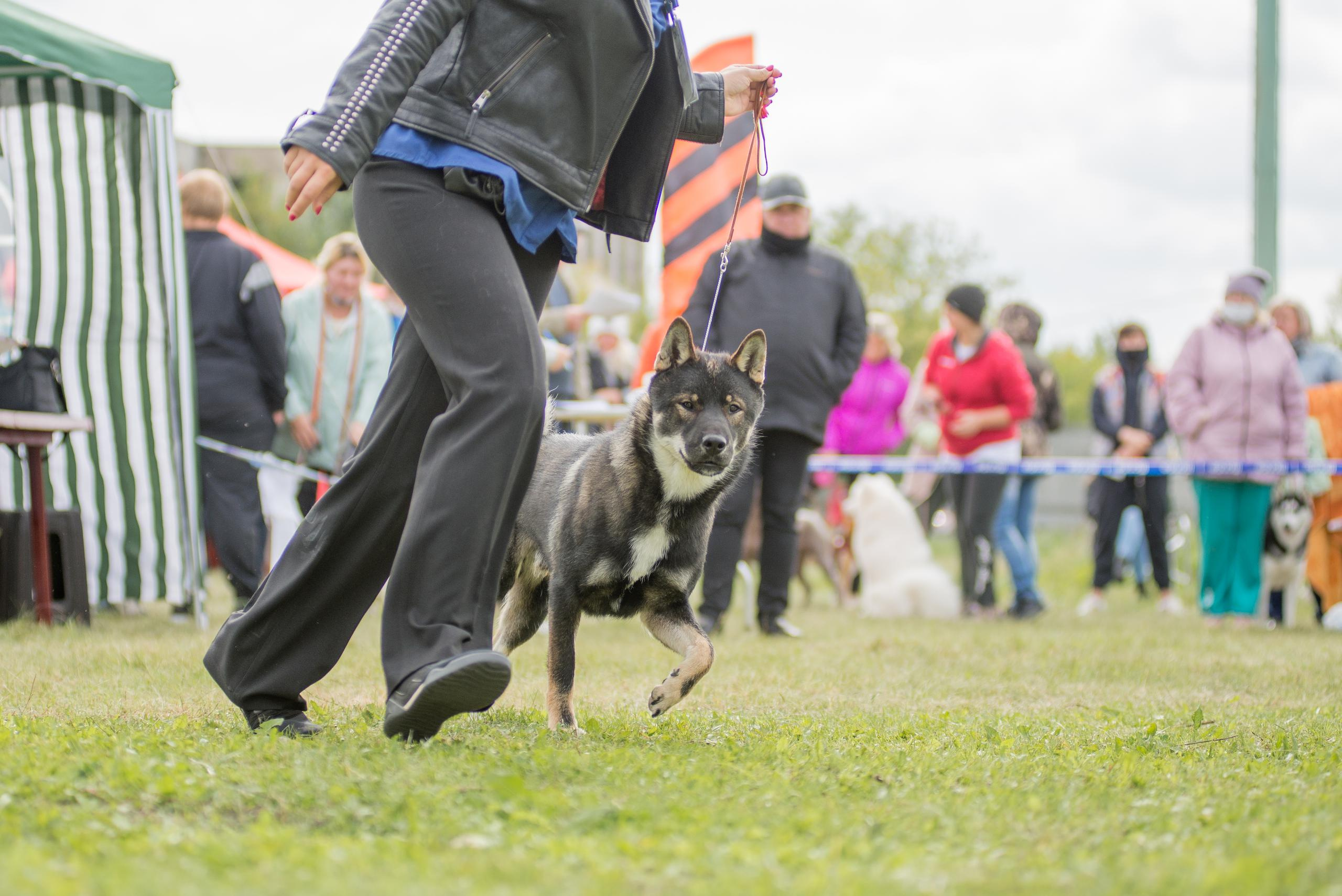 Выставка собак. Тюмень 06.09.2020. Дог-фотограф в Тюмени Александра Королева