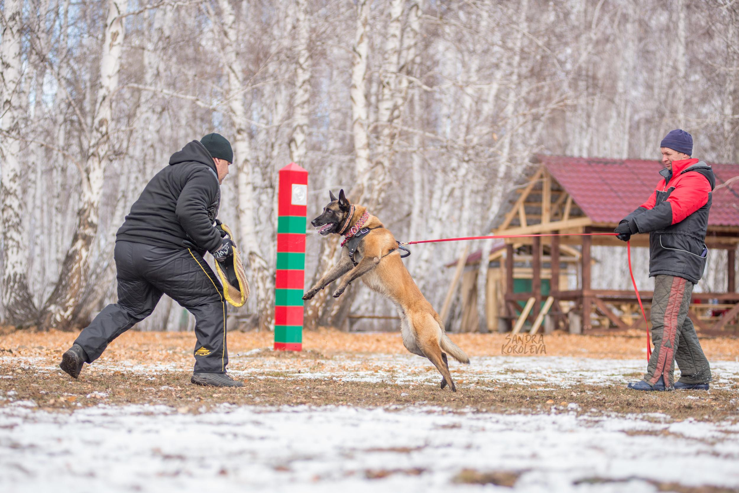 Кусающиеся собаки. Магнитогорск. Осень 2020. Дог-фотограф в Тюмени Александра Королева
