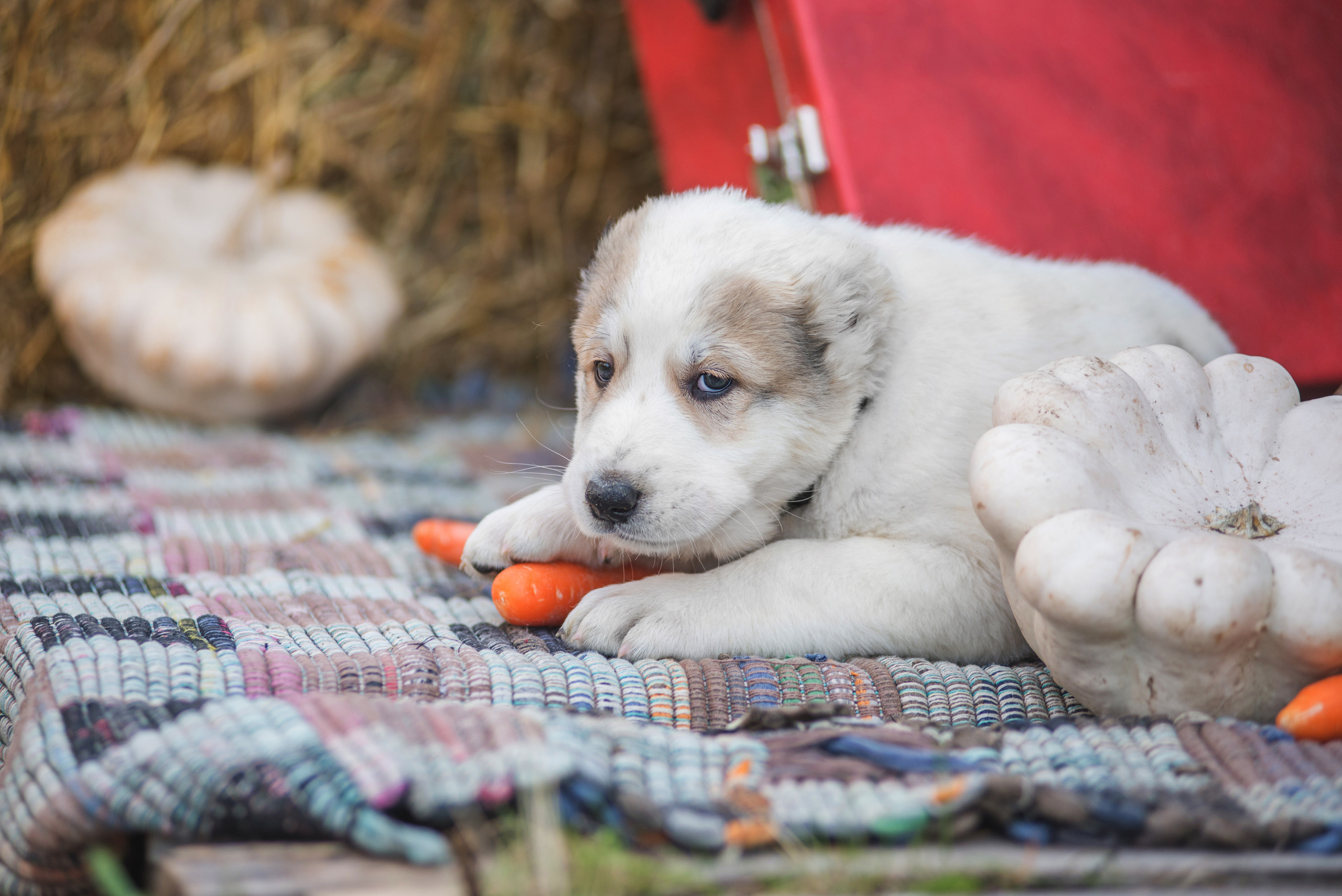 Щенки САО, Осень 2020. Дог-фотограф в Тюмени Александра Королева