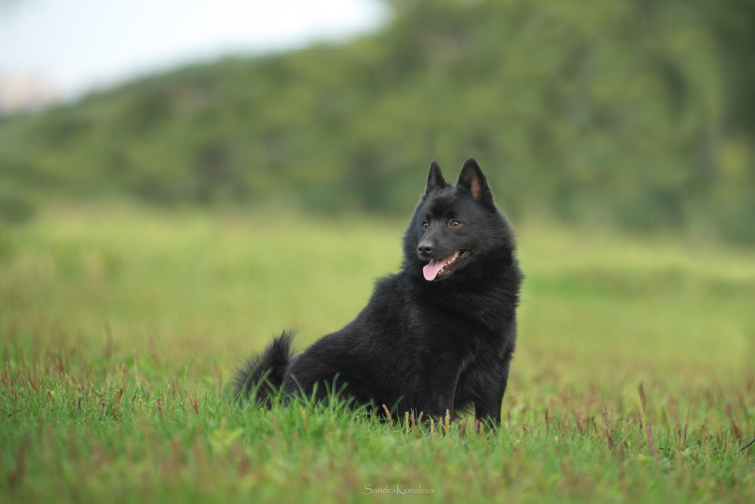 Настоящая овчарка — шипперке. Дог-фотограф в Тюмени Александра Королева