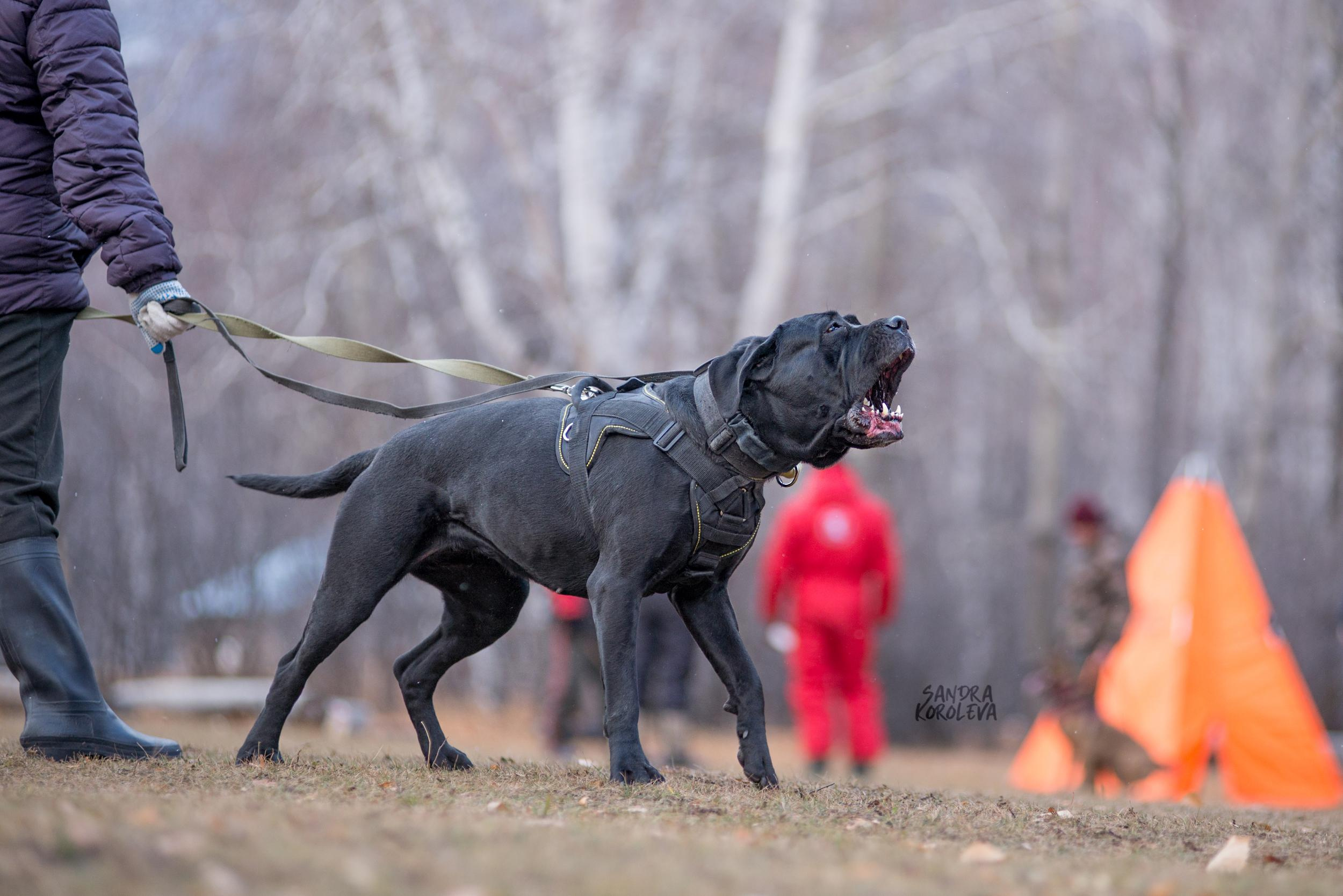 Кусающиеся собаки. Магнитогорск. Осень 2020. Дог-фотограф в Тюмени Александра Королева