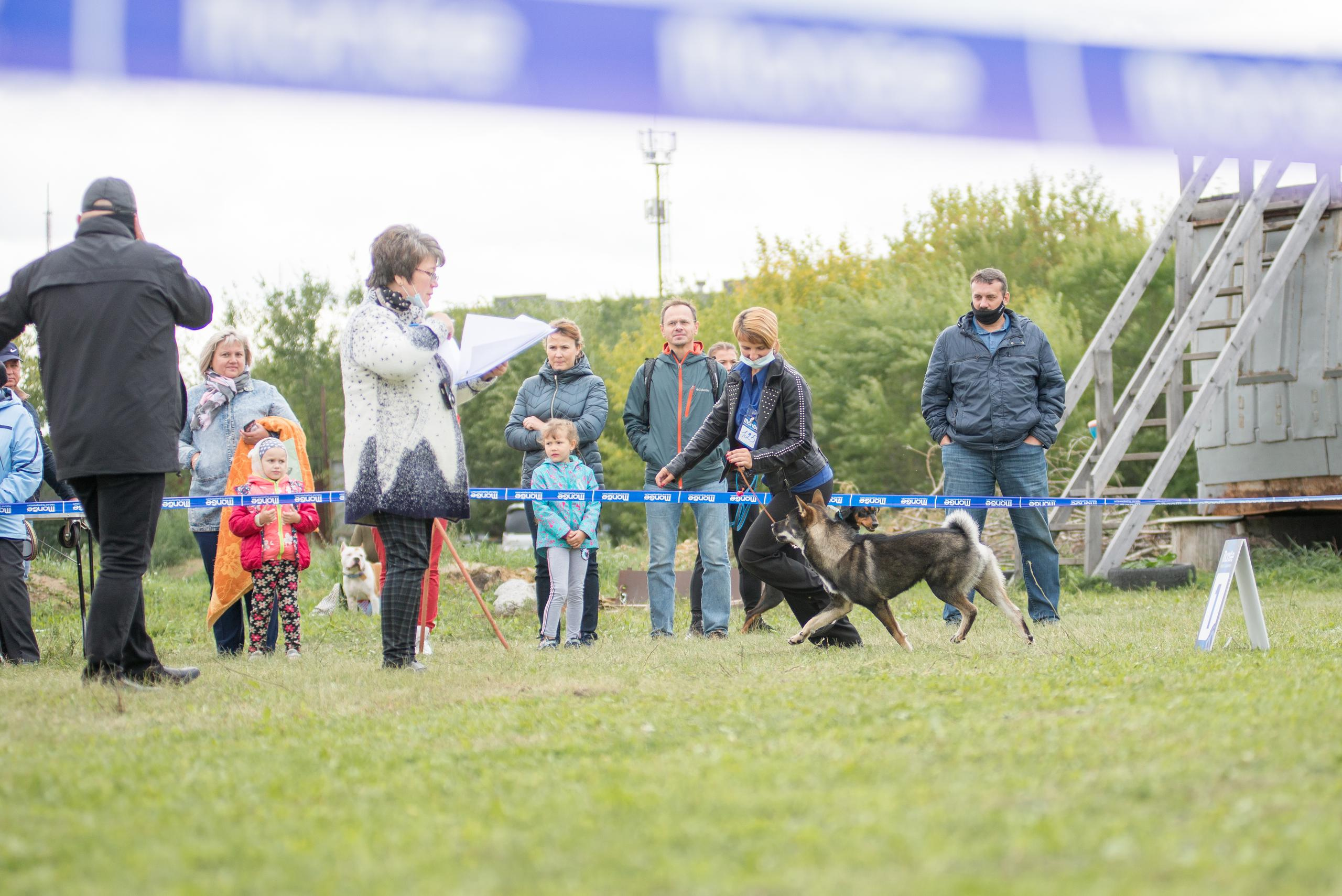 Выставка собак. Тюмень 06.09.2020. Дог-фотограф в Тюмени Александра Королева