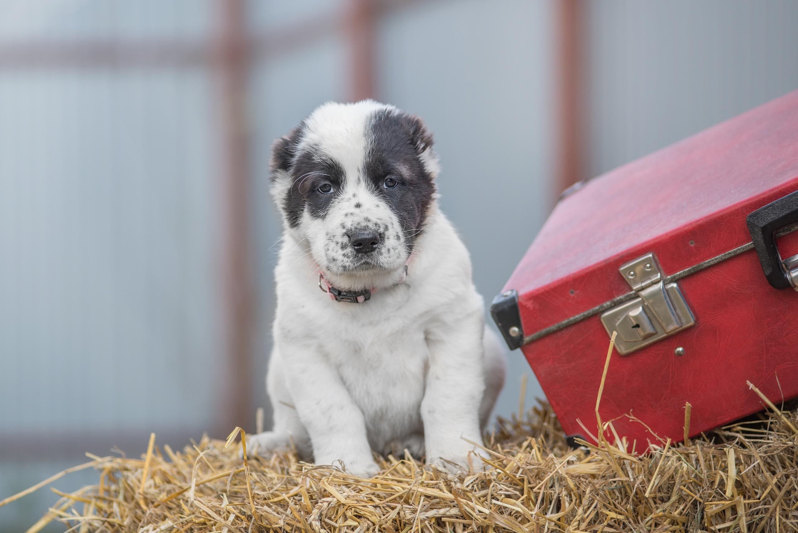 Щенки САО, Осень 2020. Дог-фотограф в Тюмени Александра Королева