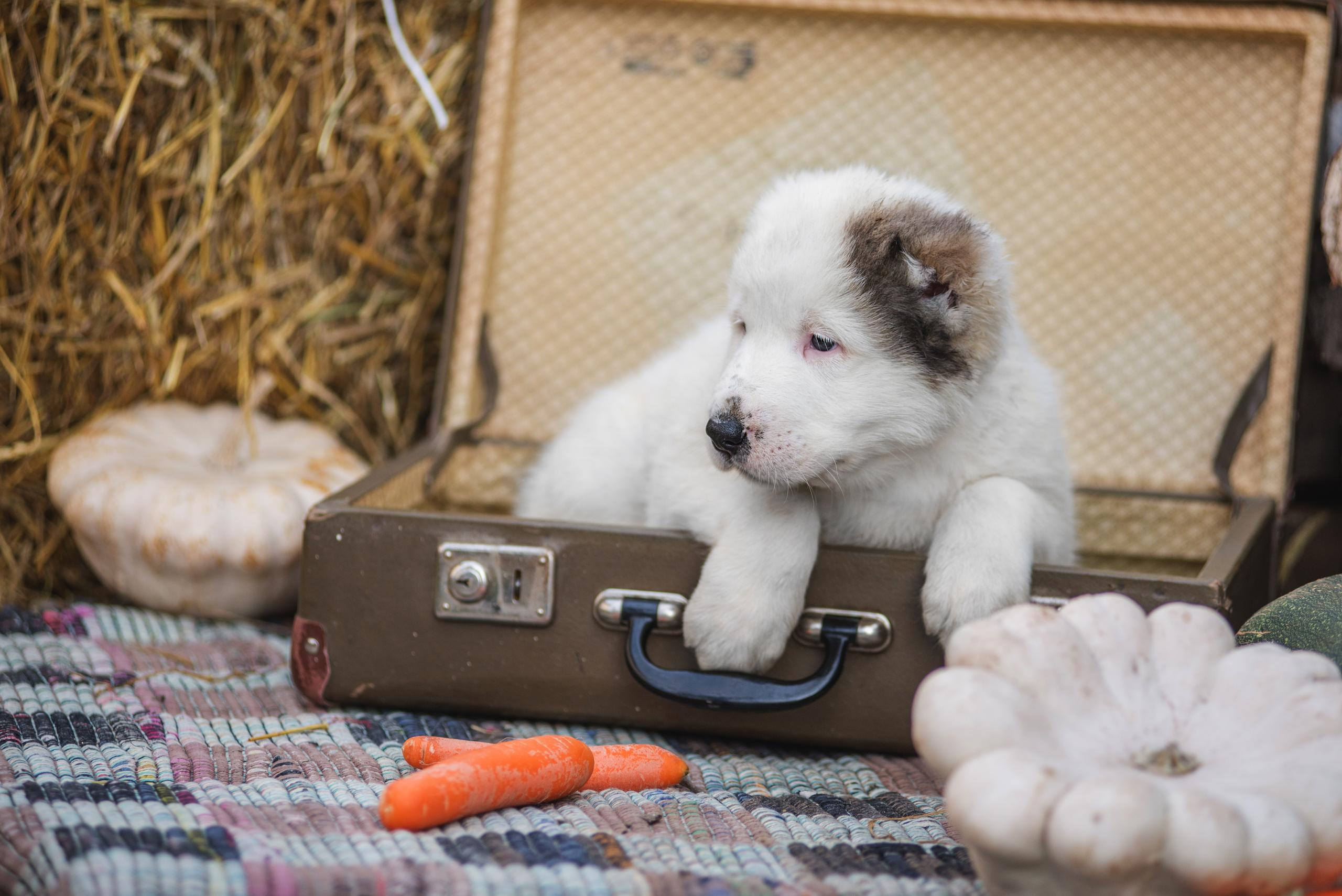 Щенки САО, Осень 2020. Дог-фотограф в Тюмени Александра Королева