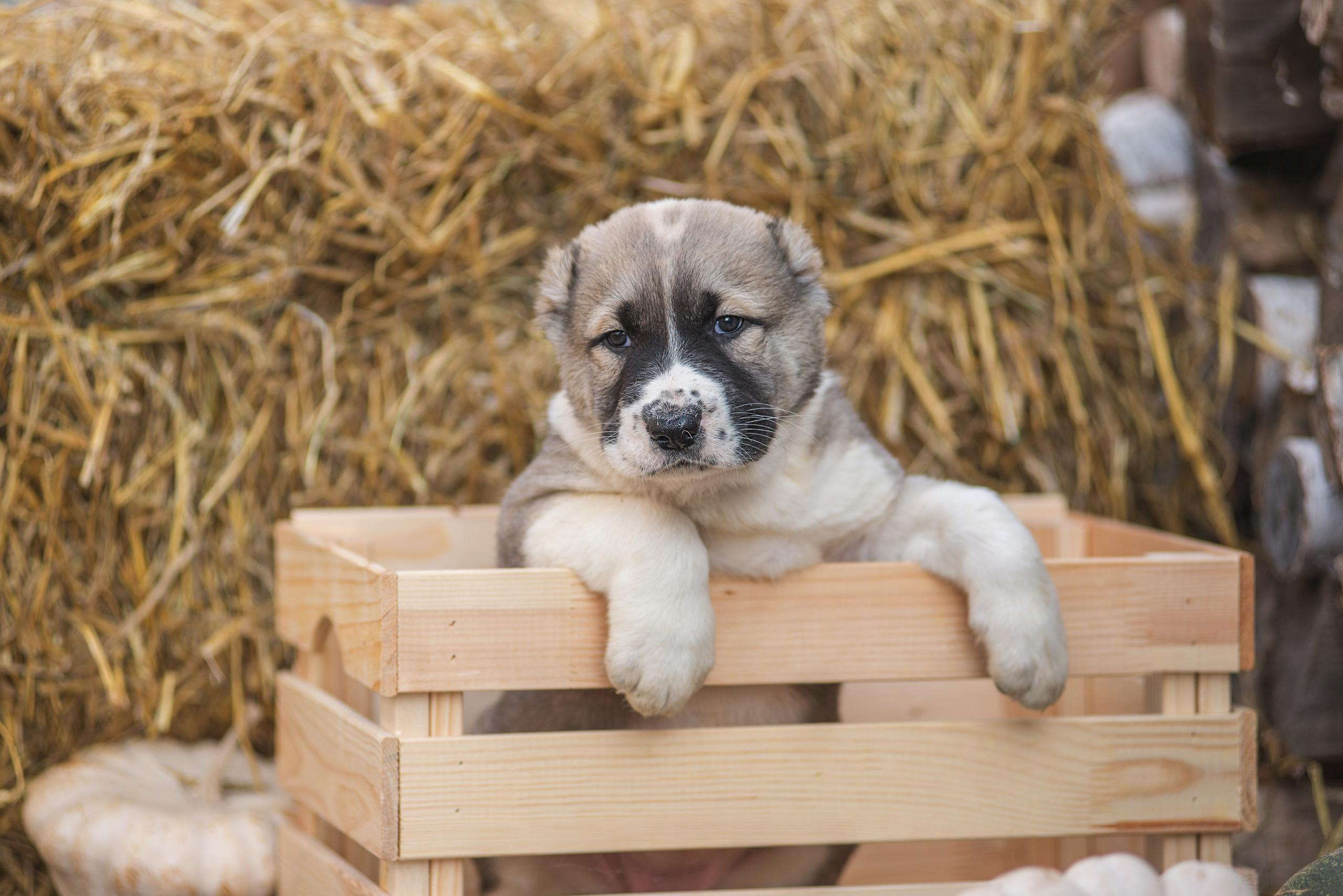 Щенки САО, Осень 2020. Дог-фотограф в Тюмени Александра Королева