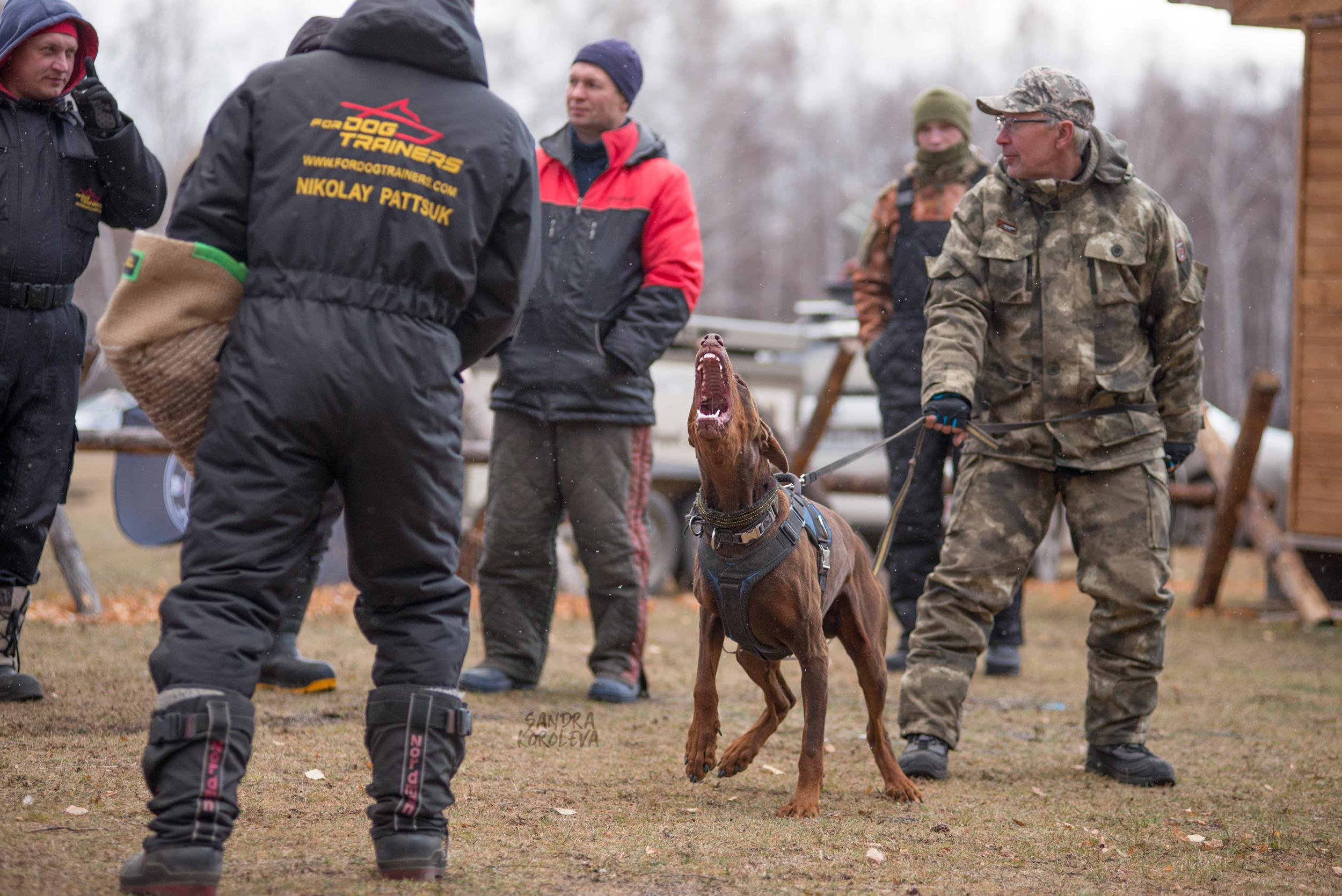 Кусающиеся собаки. Магнитогорск. Осень 2020. Дог-фотограф в Тюмени Александра Королева
