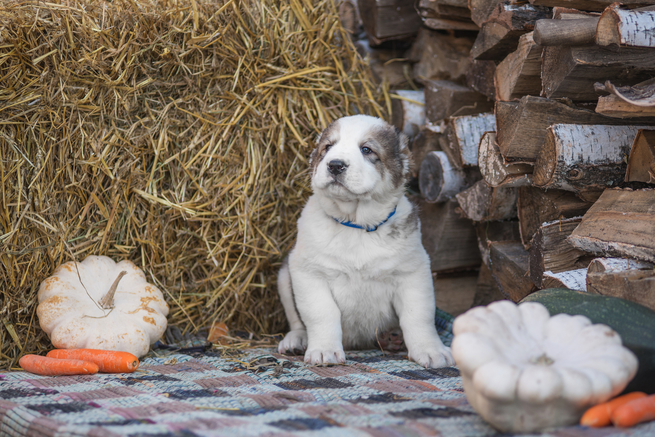 Щенки САО, Осень 2020. Дог-фотограф в Тюмени Александра Королева