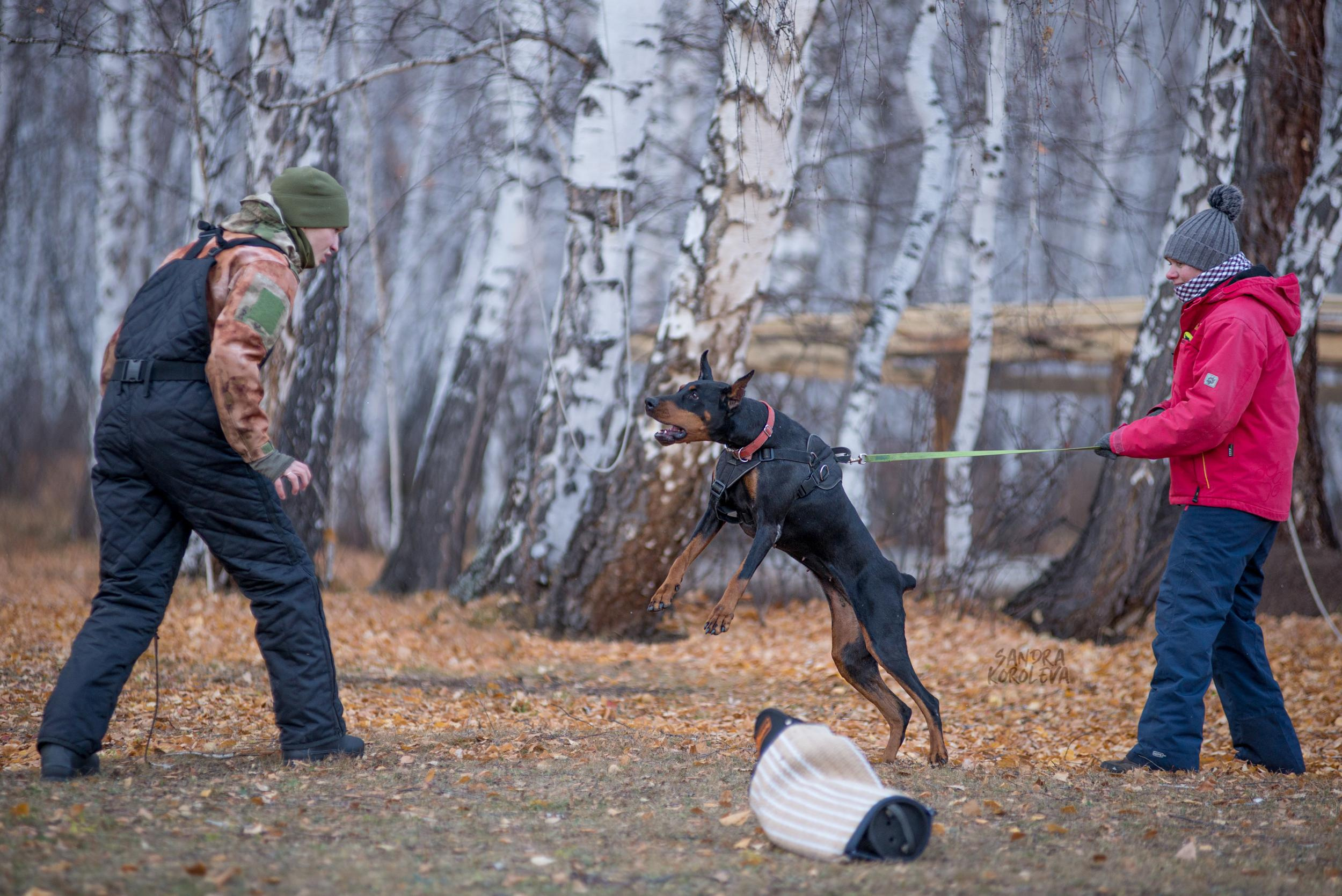 Кусающиеся собаки. Магнитогорск. Осень 2020. Дог-фотограф в Тюмени Александра Королева