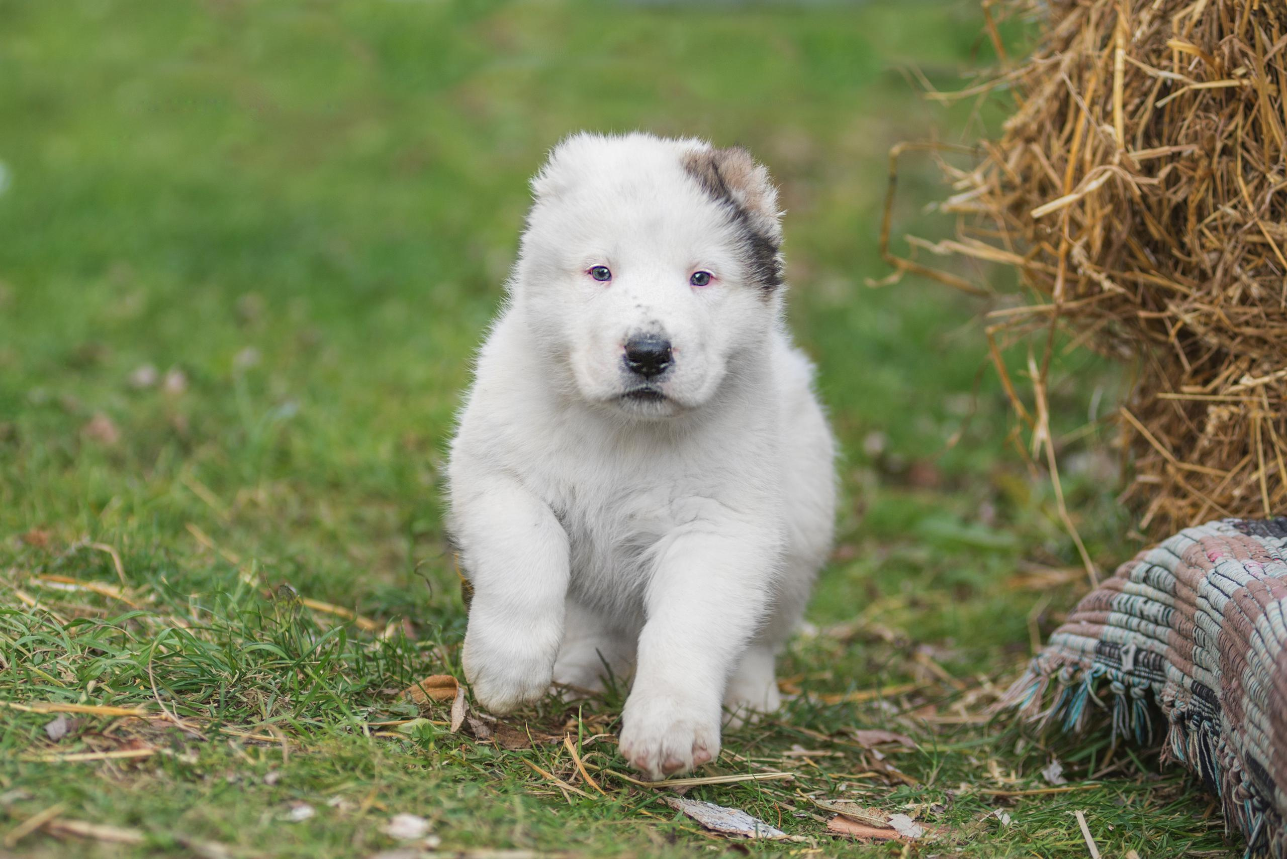 Щенки САО, Осень 2020. Дог-фотограф в Тюмени Александра Королева