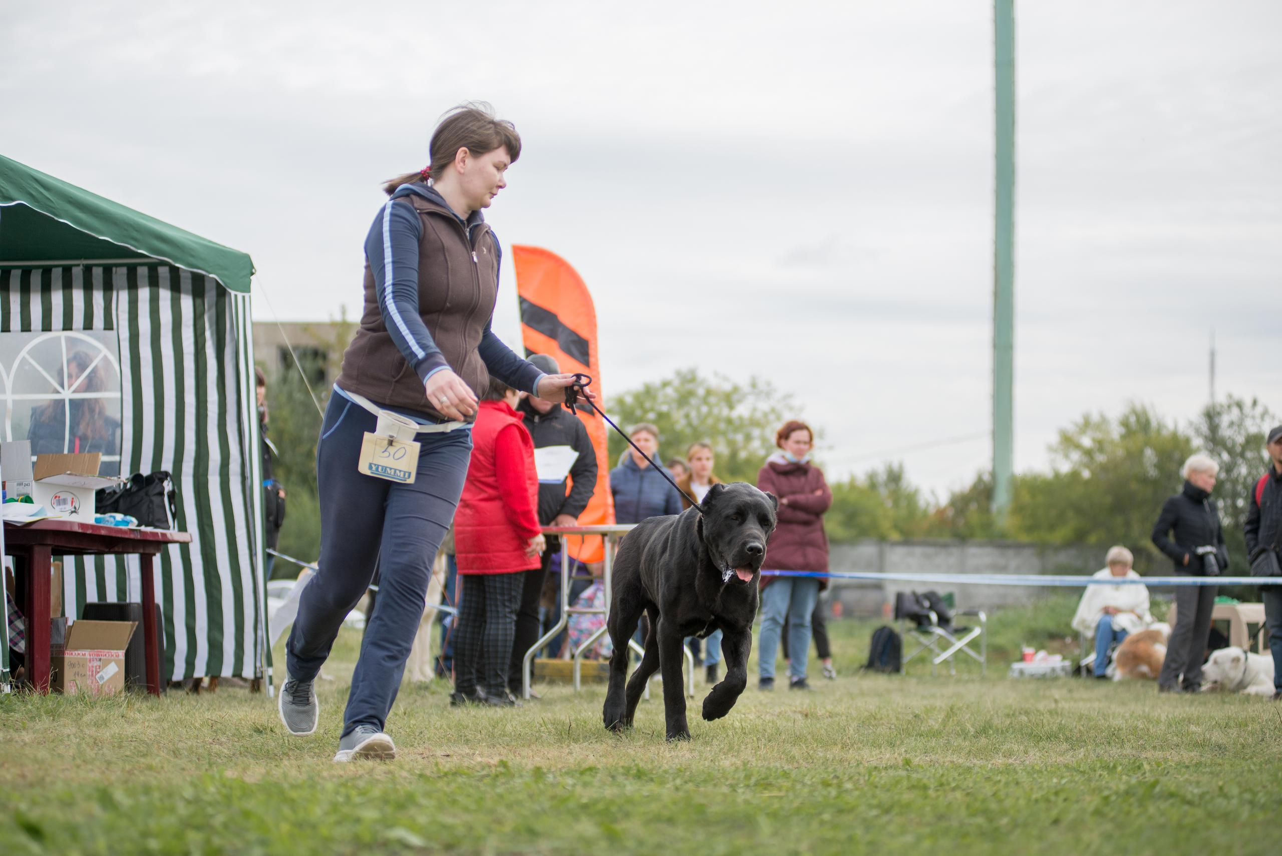 Выставка собак. Тюмень 06.09.2020. Дог-фотограф в Тюмени Александра Королева