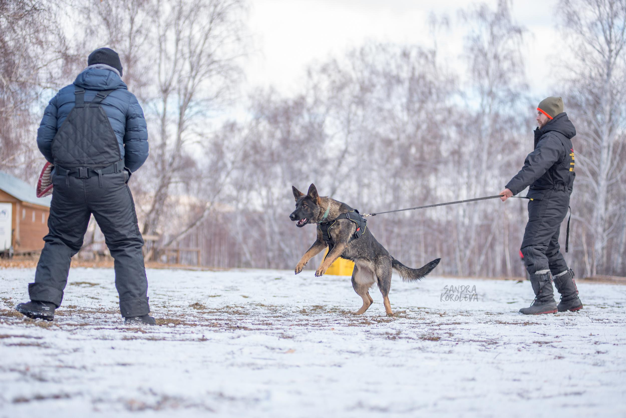 Кусающиеся собаки. Магнитогорск. Осень 2020. Дог-фотограф в Тюмени Александра Королева