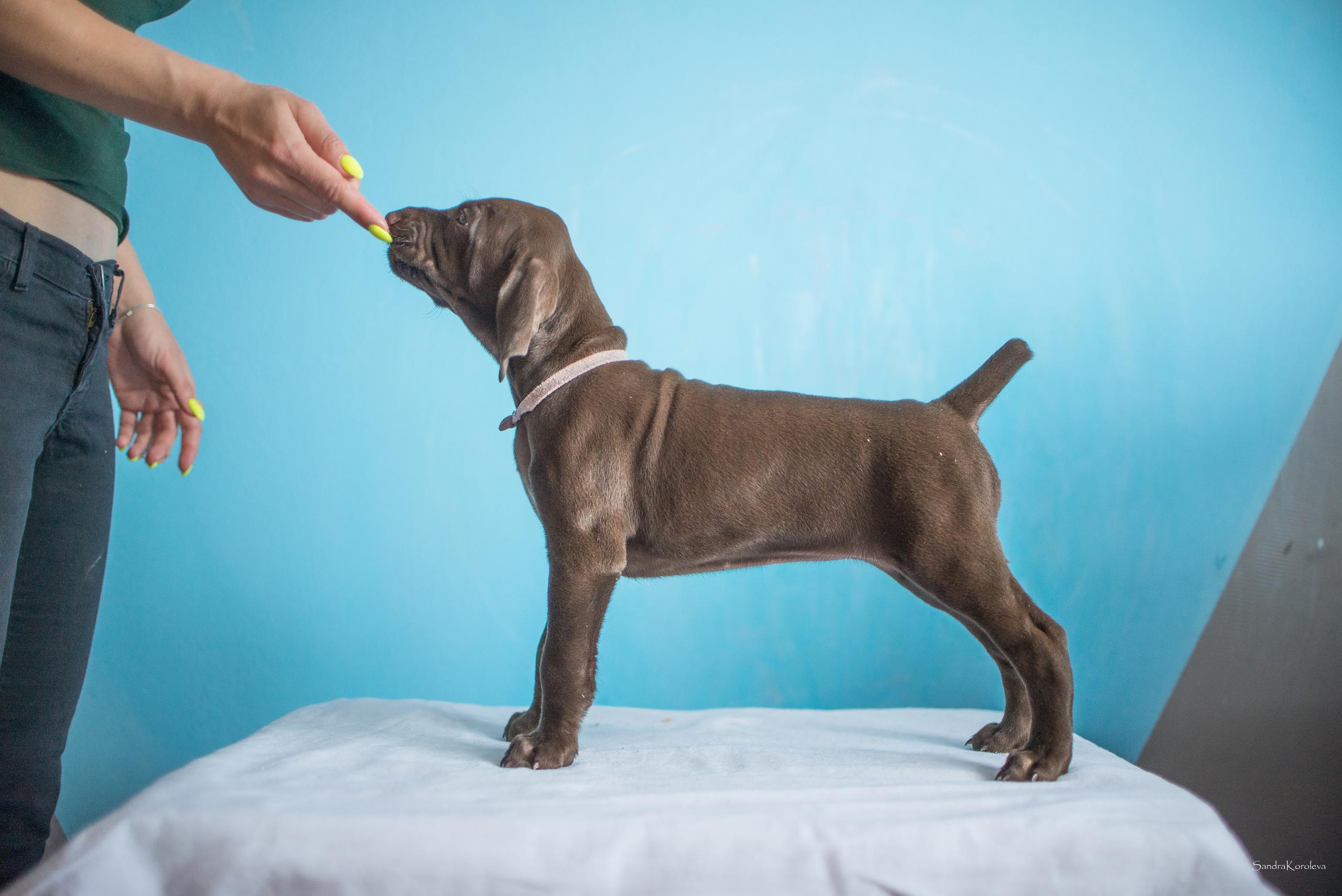 Щенки курцхаара. Весна 2020. Дог-фотограф в Тюмени Александра Королева