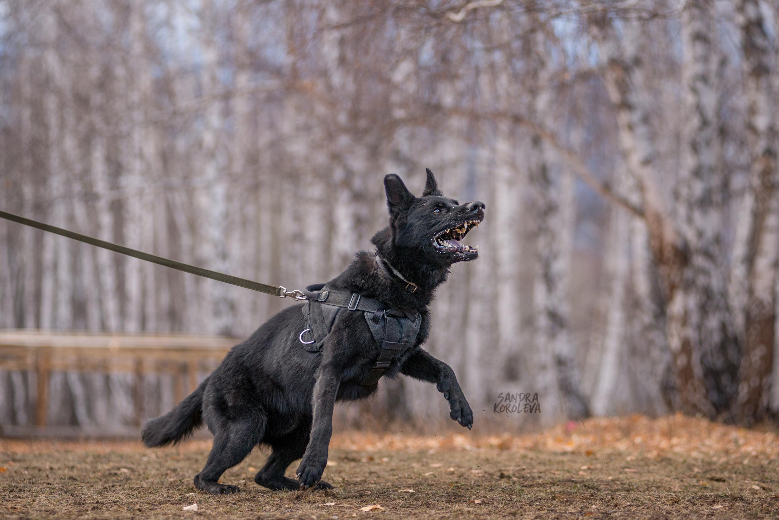 Кусающиеся собаки. Магнитогорск. Осень 2020. Дог-фотограф в Тюмени Александра Королева