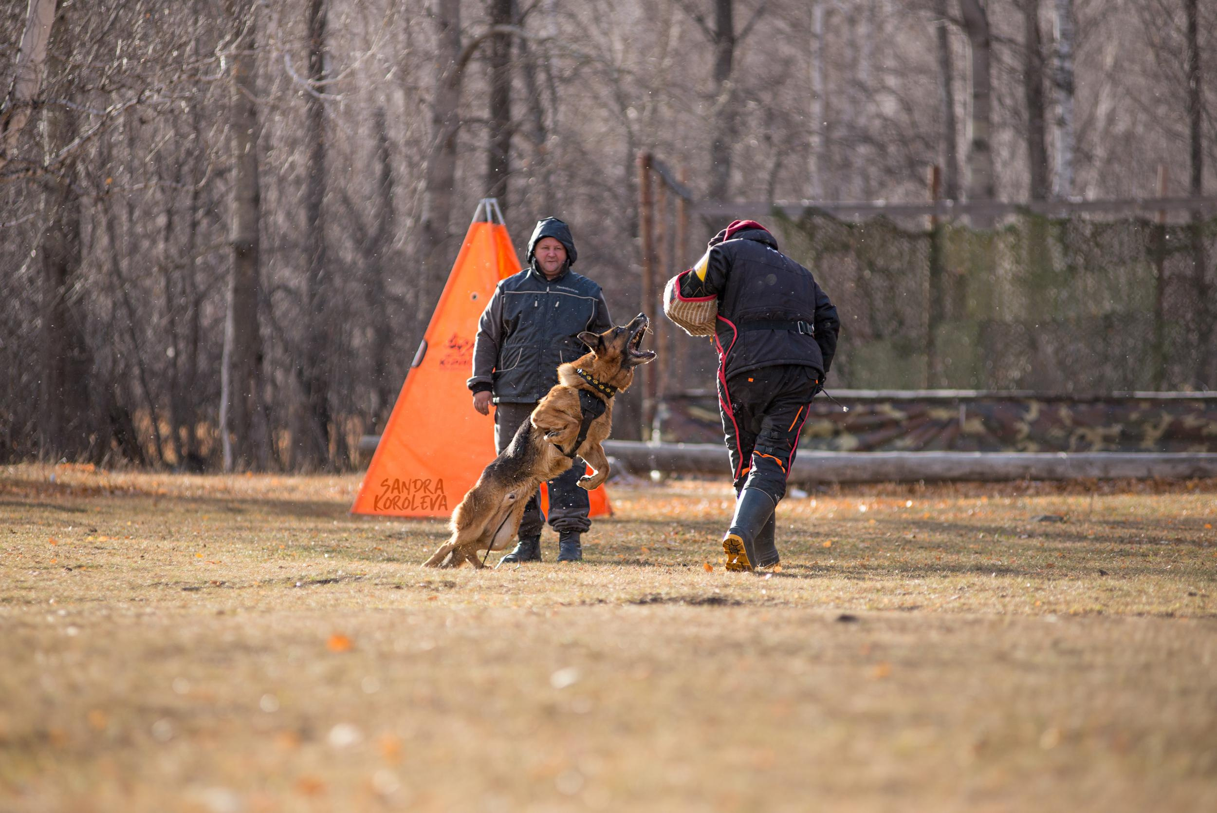 Кусающиеся собаки. Магнитогорск. Осень 2020. Дог-фотограф в Тюмени Александра Королева