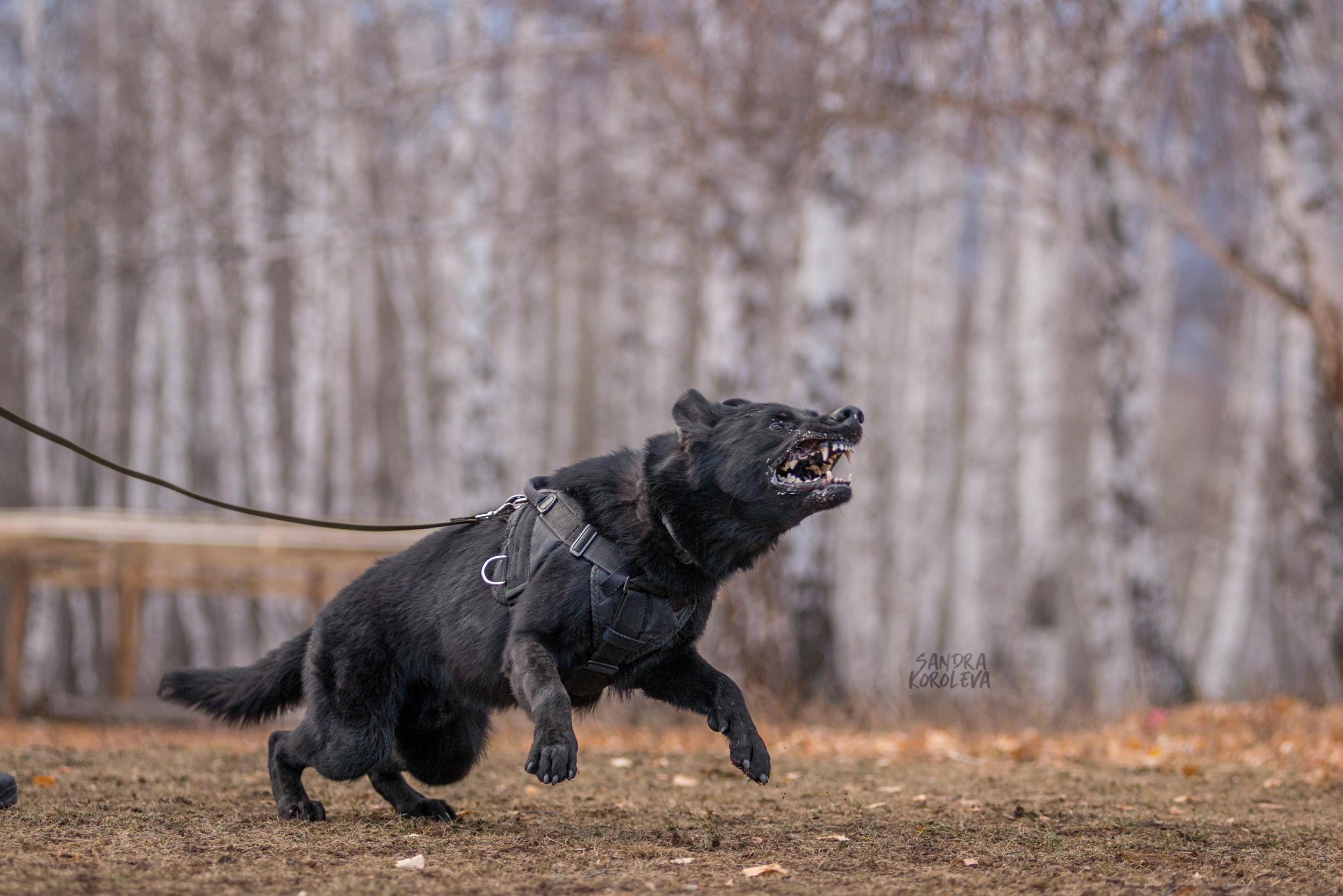 Кусающиеся собаки. Магнитогорск. Осень 2020. Дог-фотограф в Тюмени Александра Королева