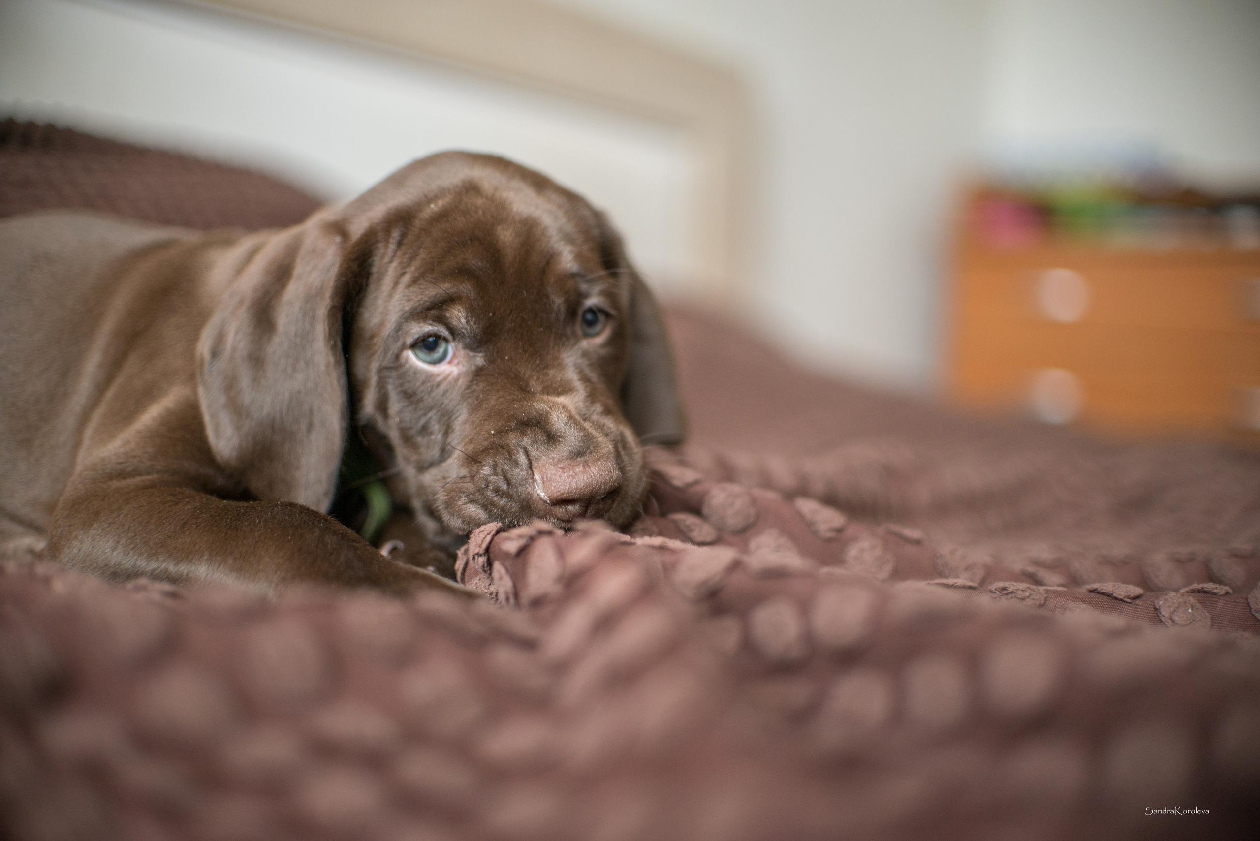 Щенки курцхаара. Весна 2020. Дог-фотограф в Тюмени Александра Королева