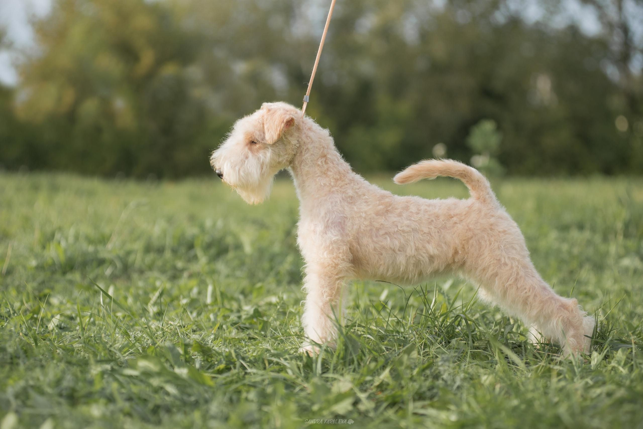 Выставка собак. Тюмень 06.09.2020. Дог-фотограф в Тюмени Александра Королева