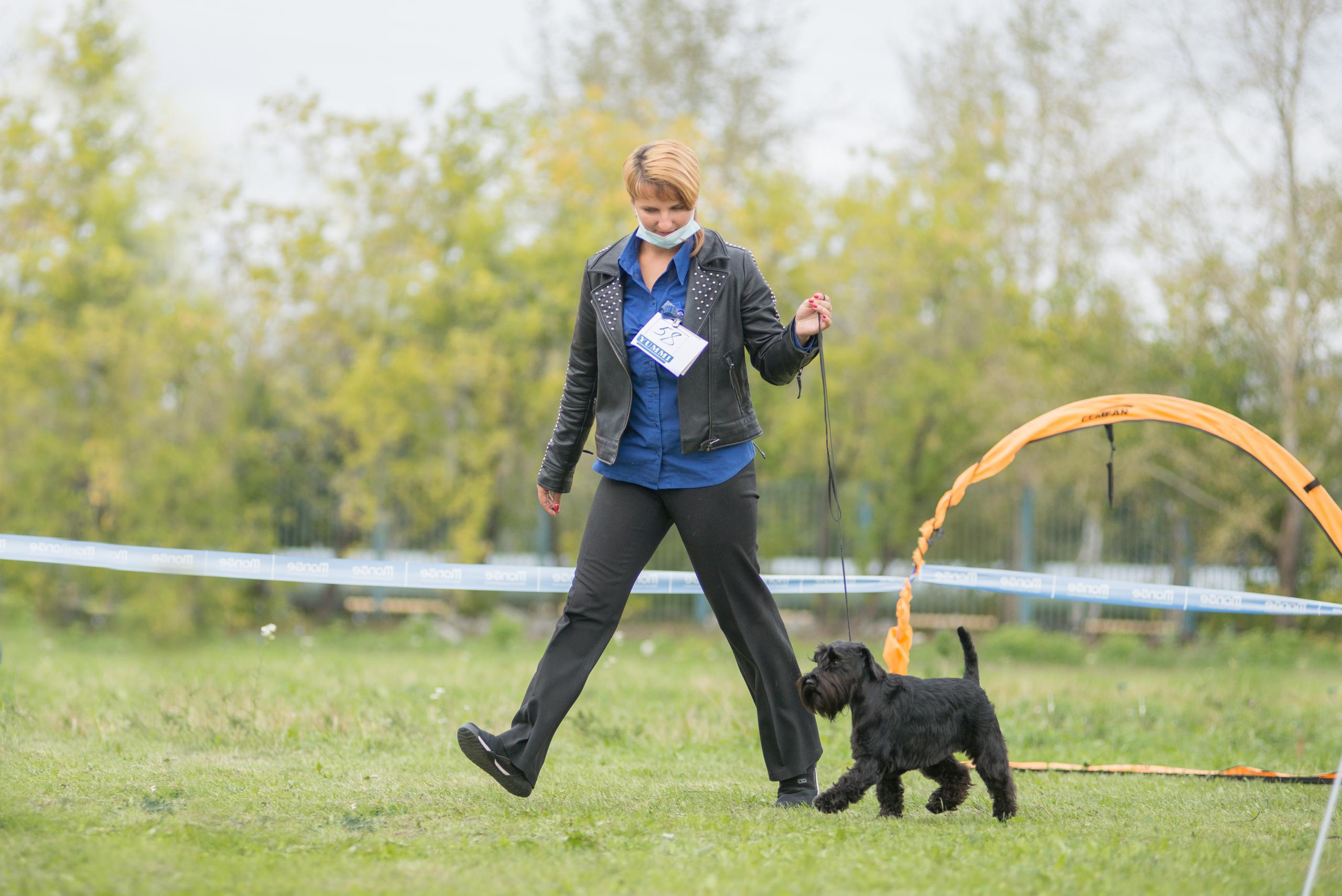 Выставка собак. Тюмень 06.09.2020. Дог-фотограф в Тюмени Александра Королева