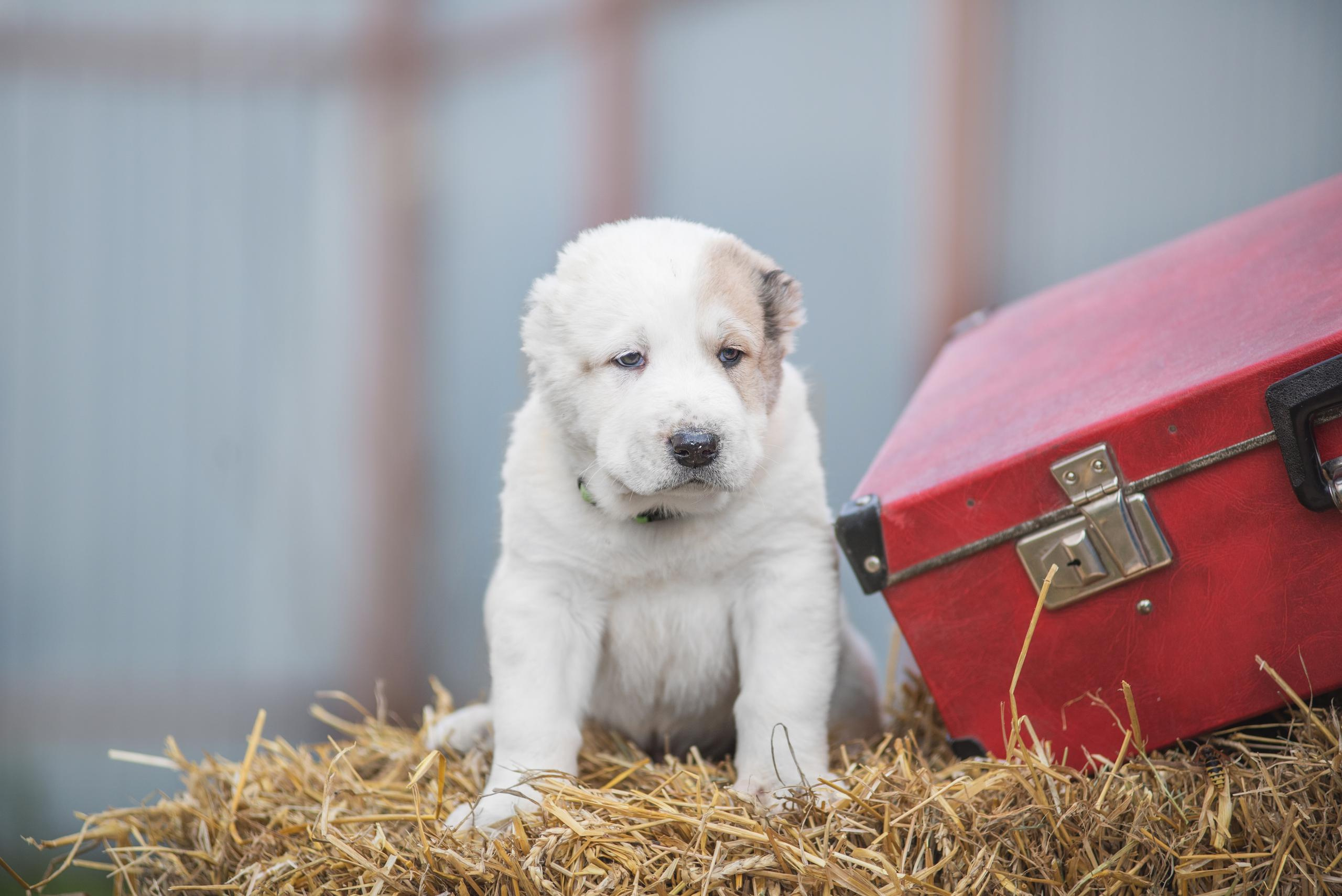 Щенки САО, Осень 2020. Дог-фотограф в Тюмени Александра Королева