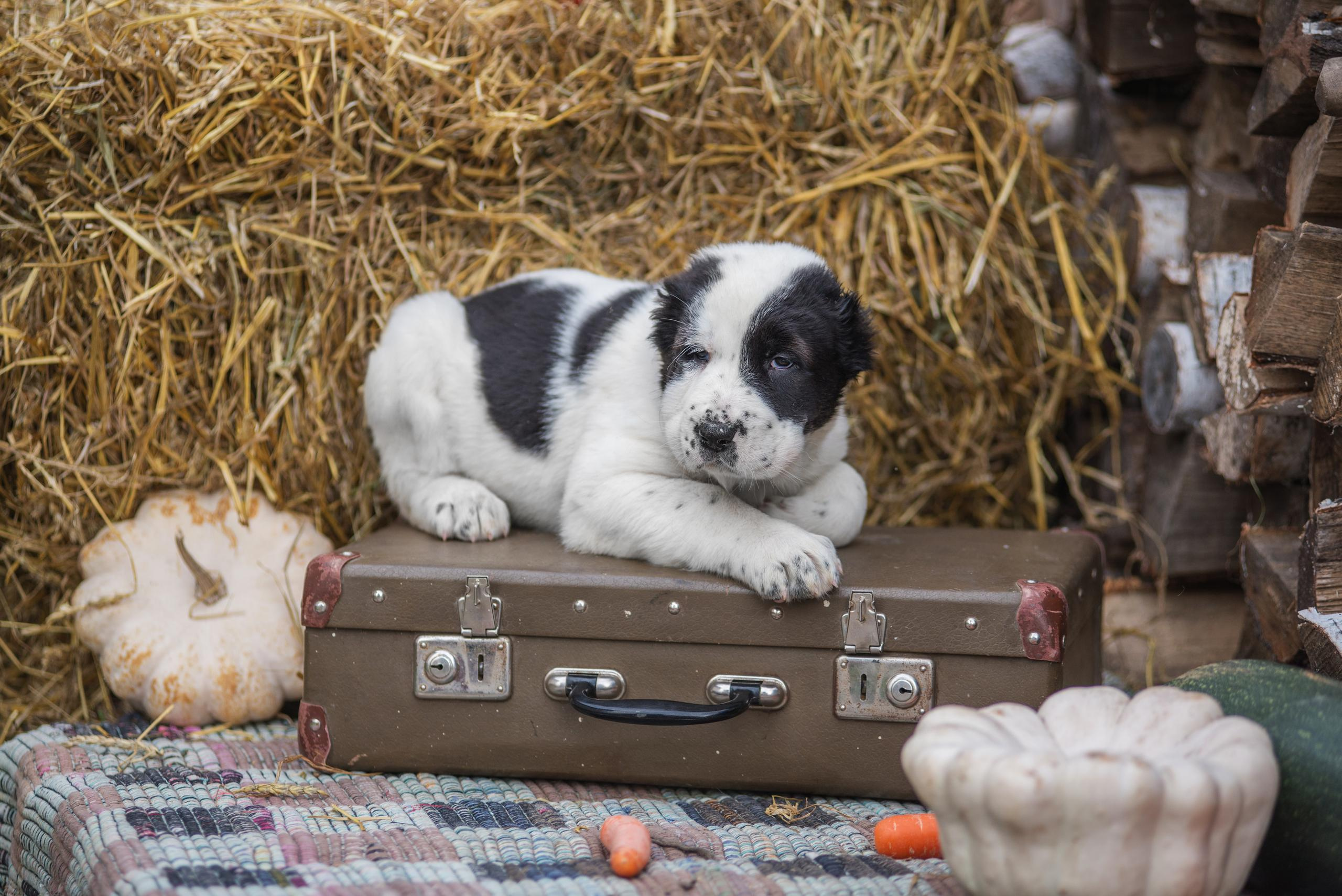 Щенки САО, Осень 2020. Дог-фотограф в Тюмени Александра Королева