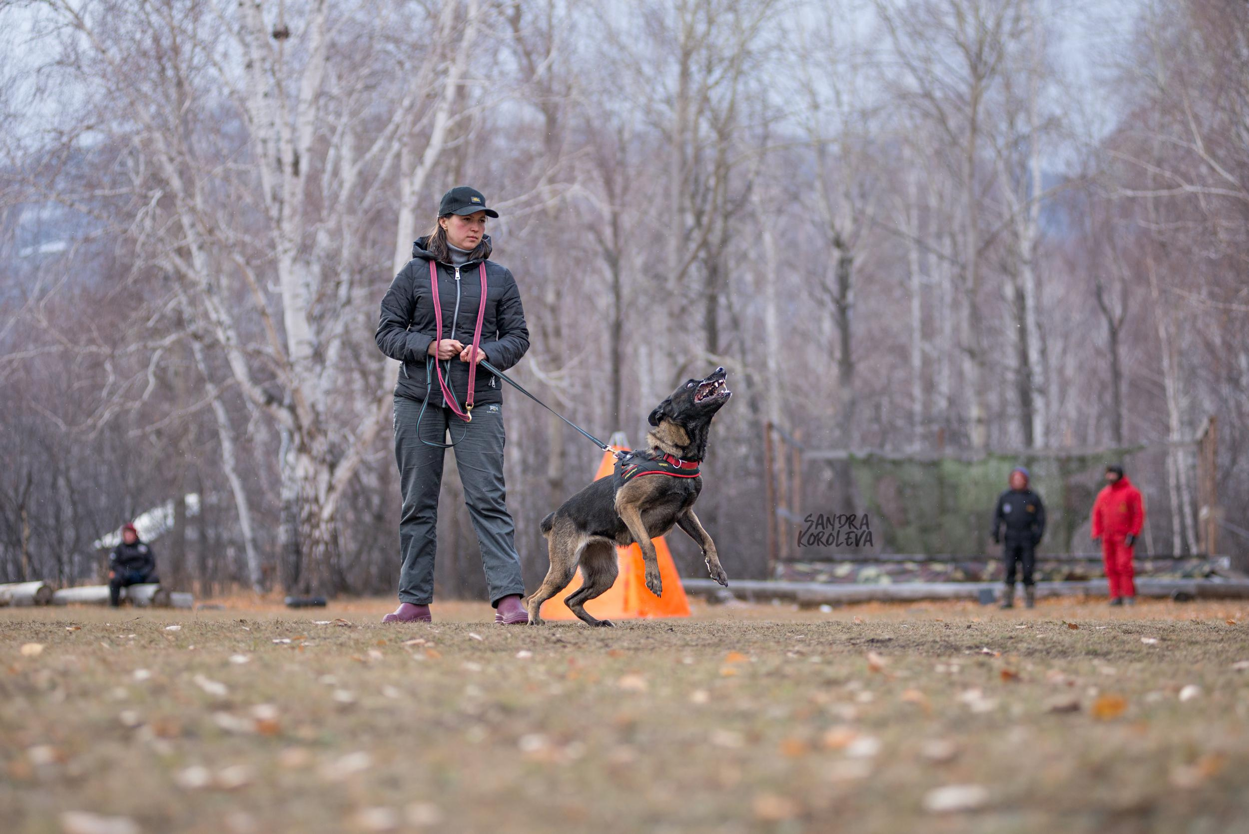Кусающиеся собаки. Магнитогорск. Осень 2020. Дог-фотограф в Тюмени Александра Королева