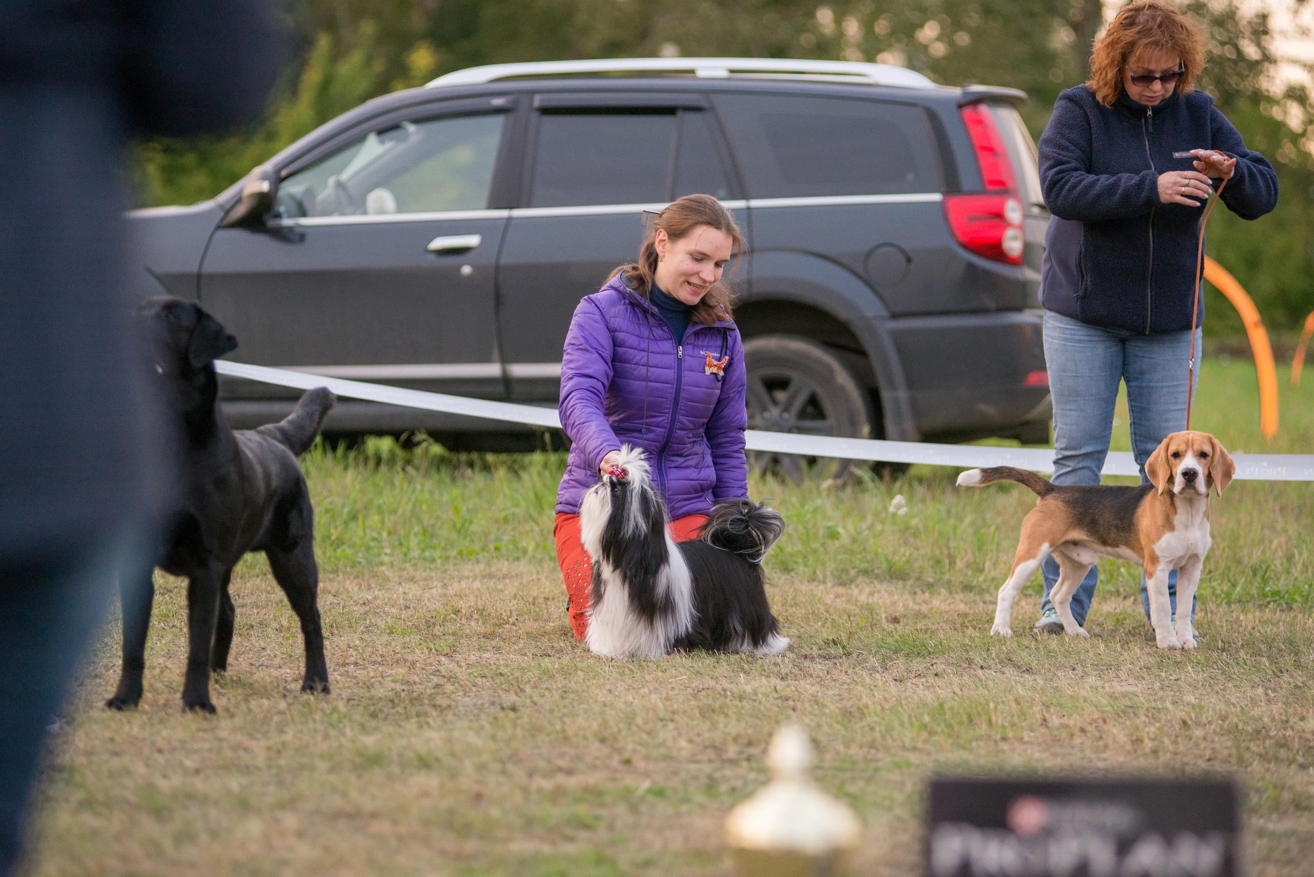 Выставка собак. Тюмень 06.09.2020. Дог-фотограф в Тюмени Александра Королева